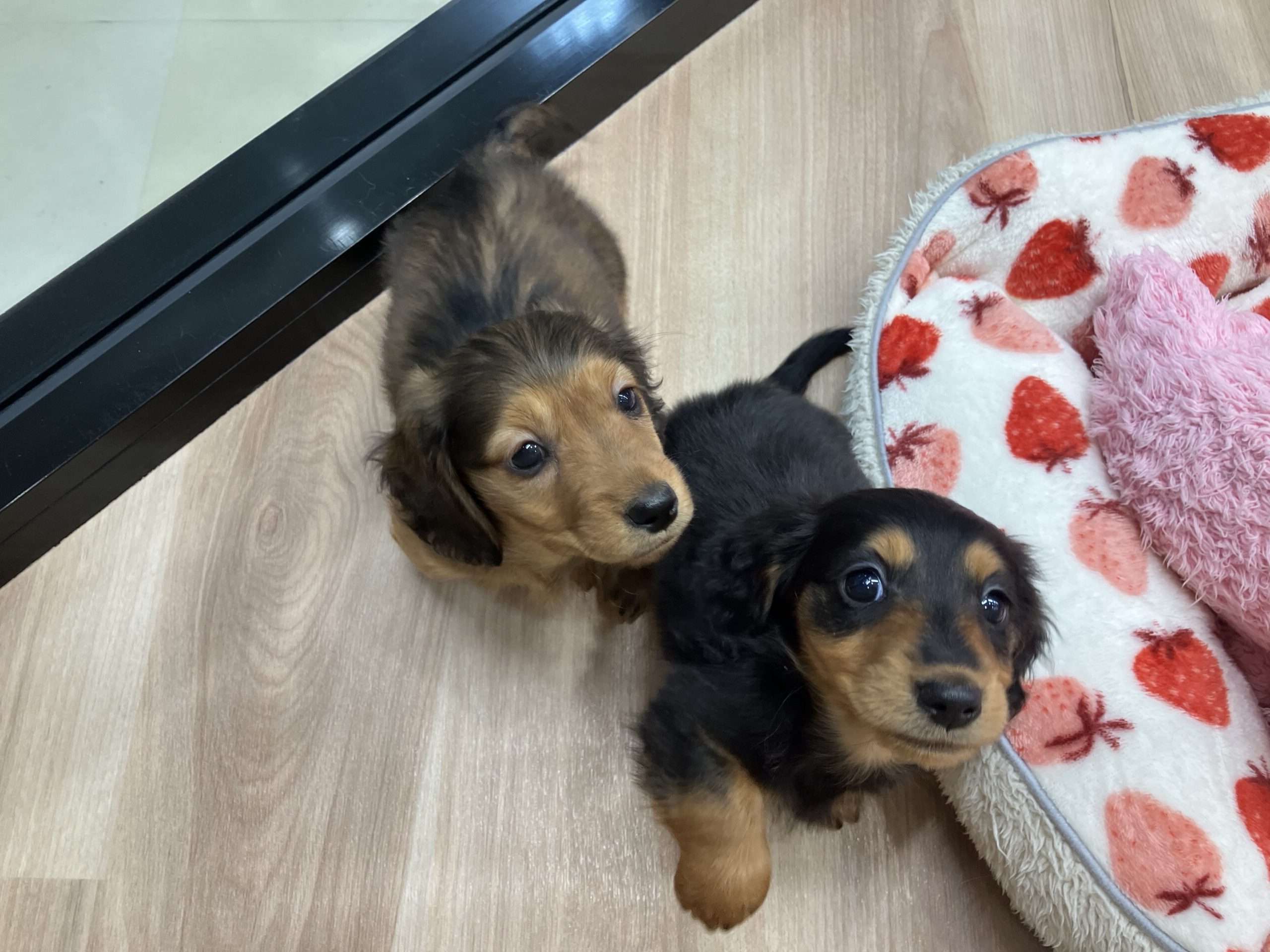 兄妹仲良しダックスくん