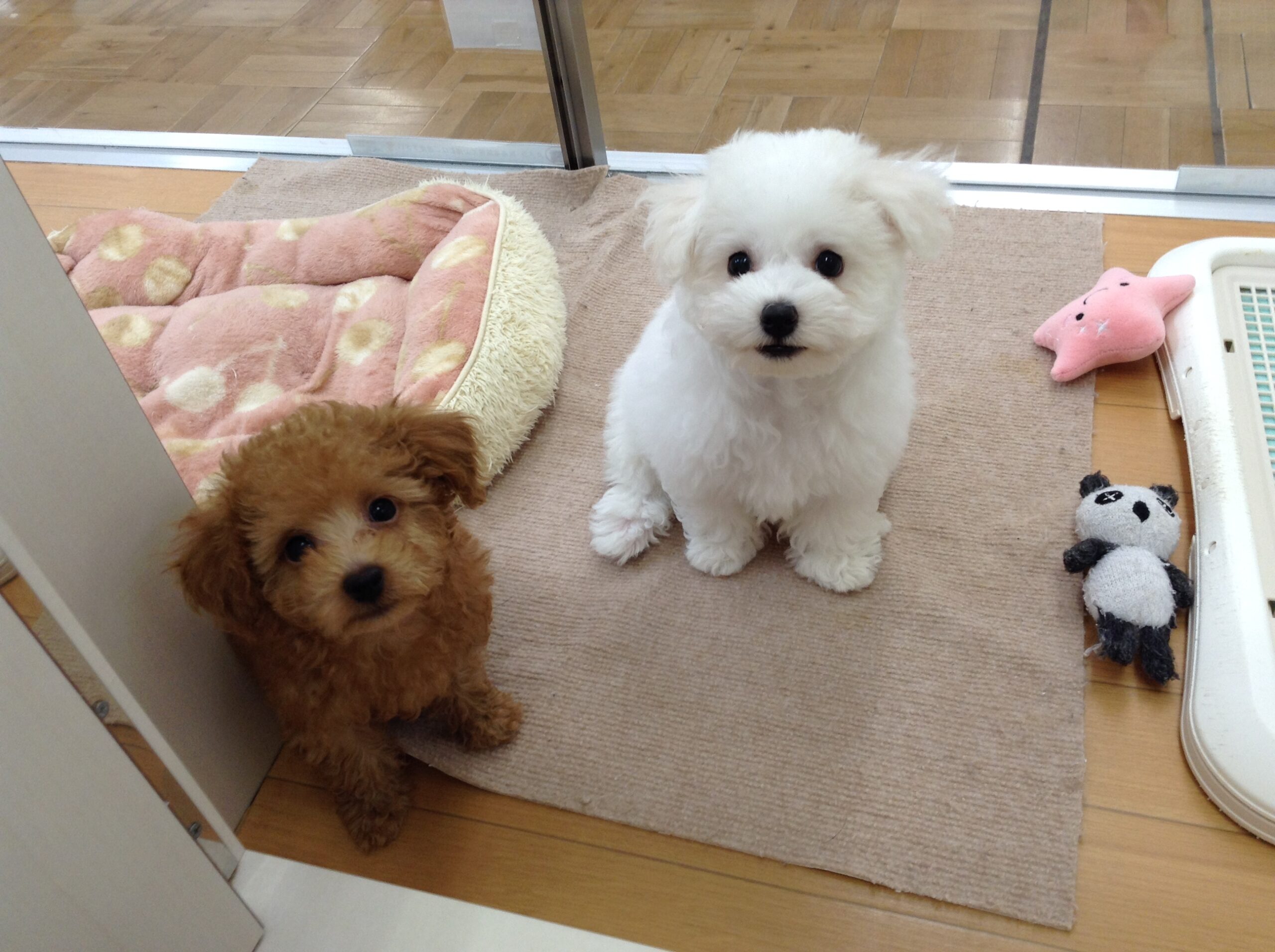 びったんにお友達が出来ました(^▽^)/