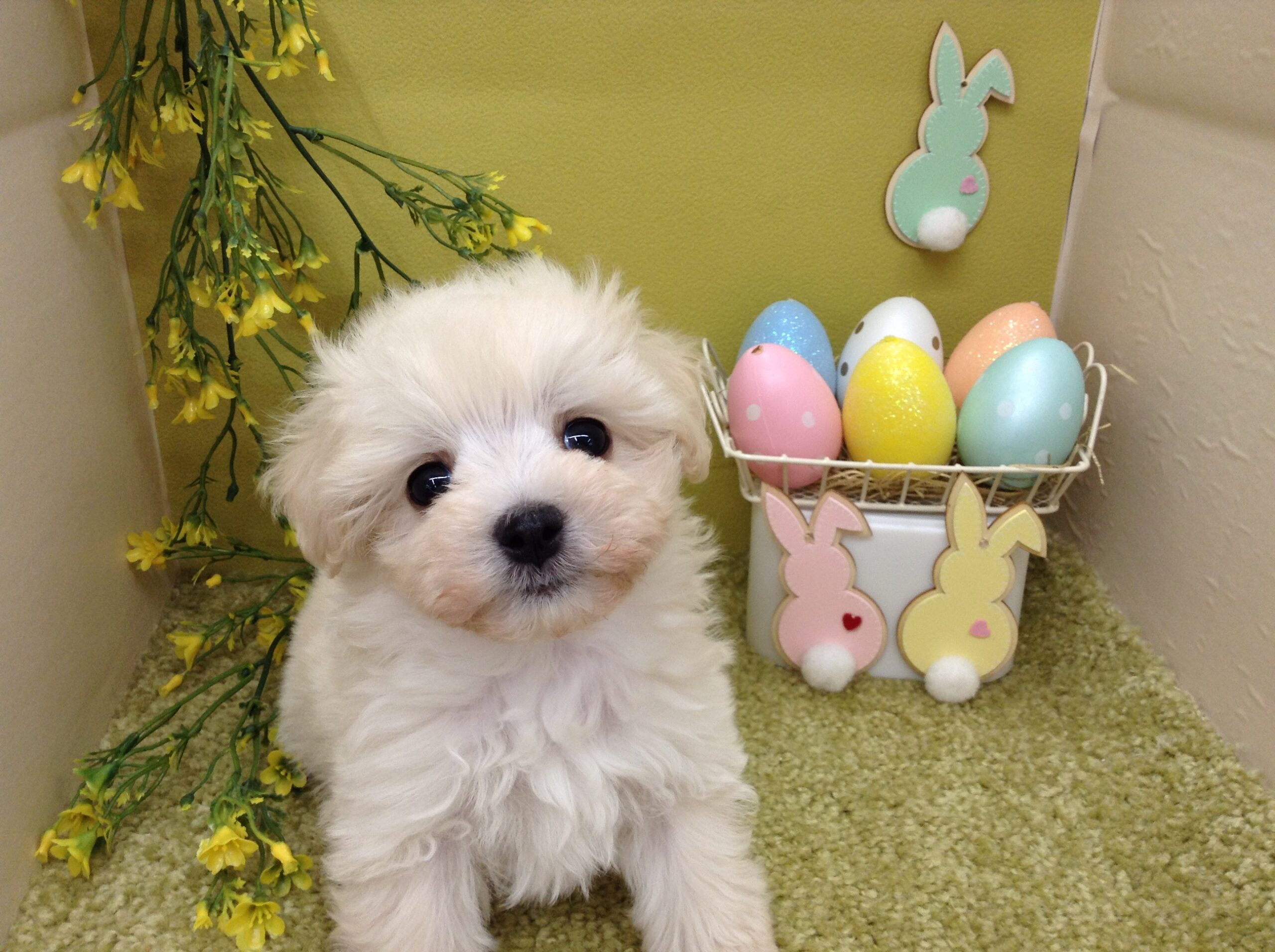 とっても可愛い新入りさん💓