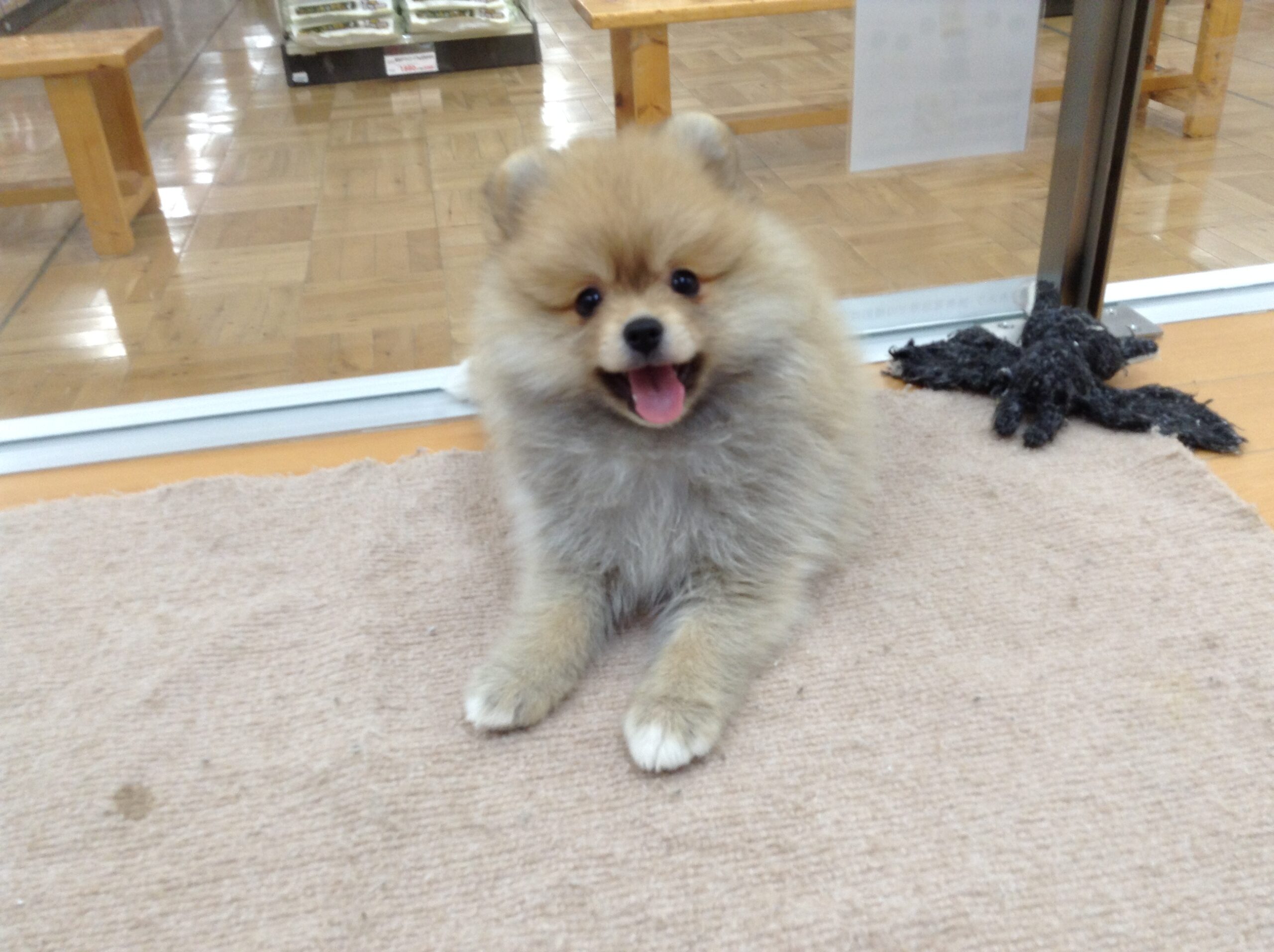 新入りわんこ💕