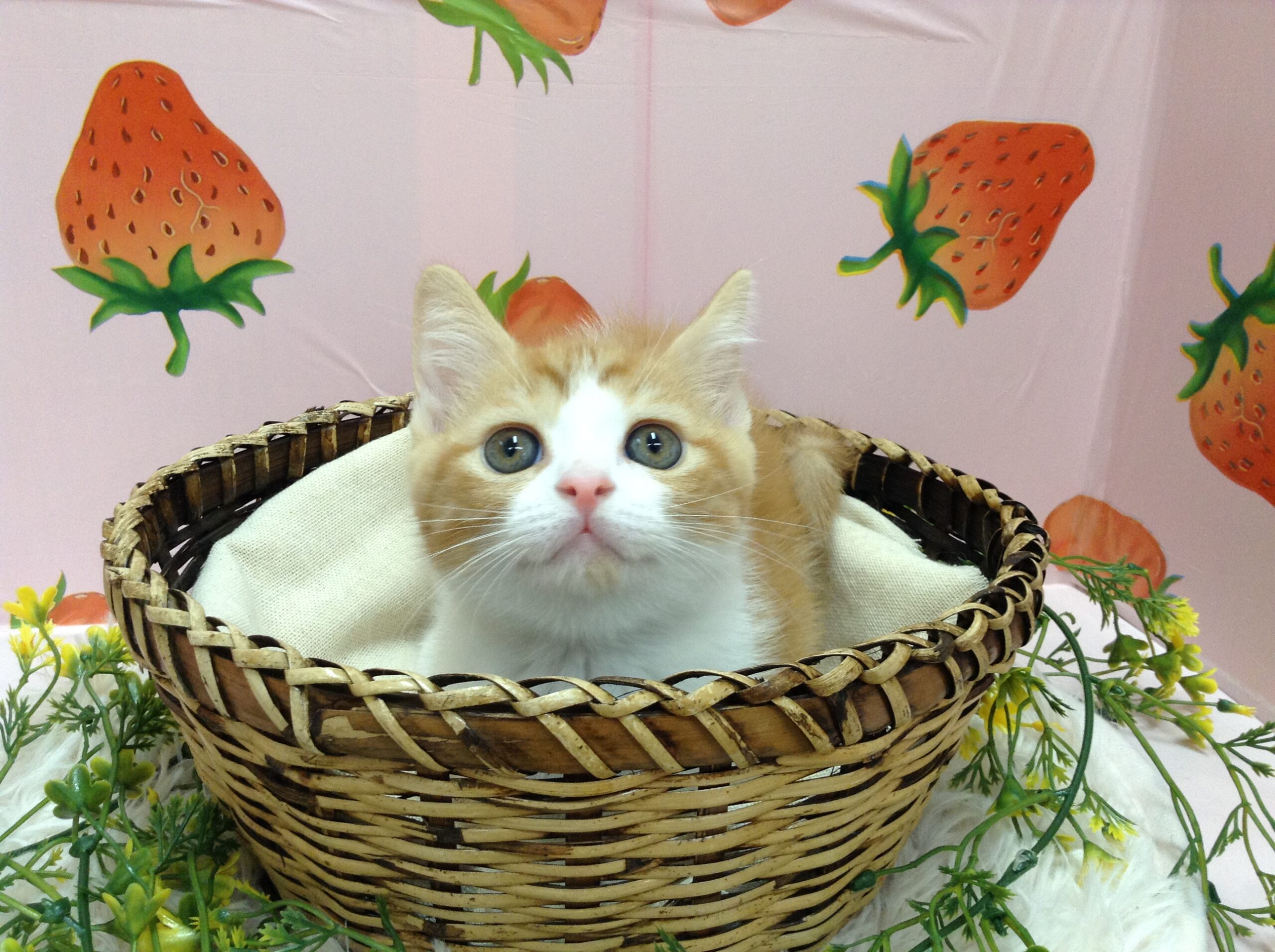 💓新入りにゃんこ💓