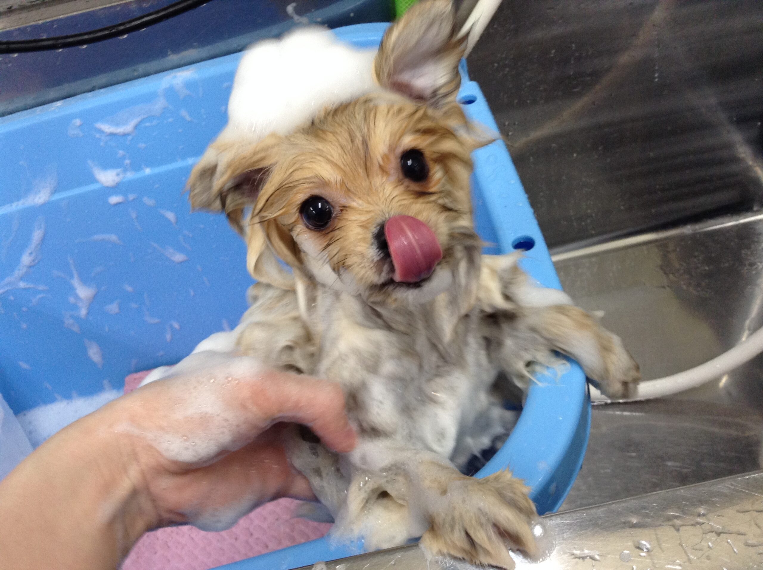 シャンプーしたよ💞