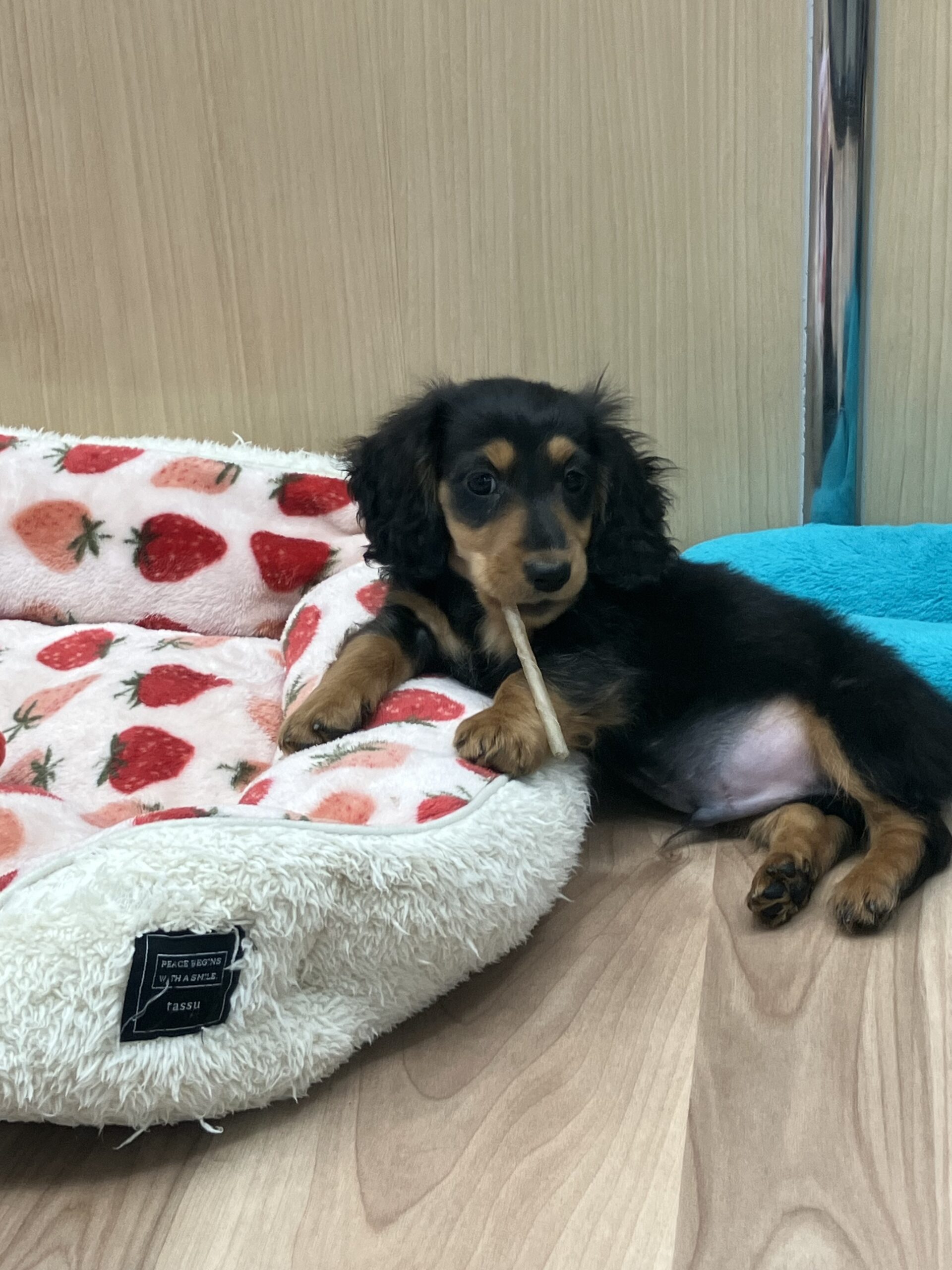 ガム、デビュー❕