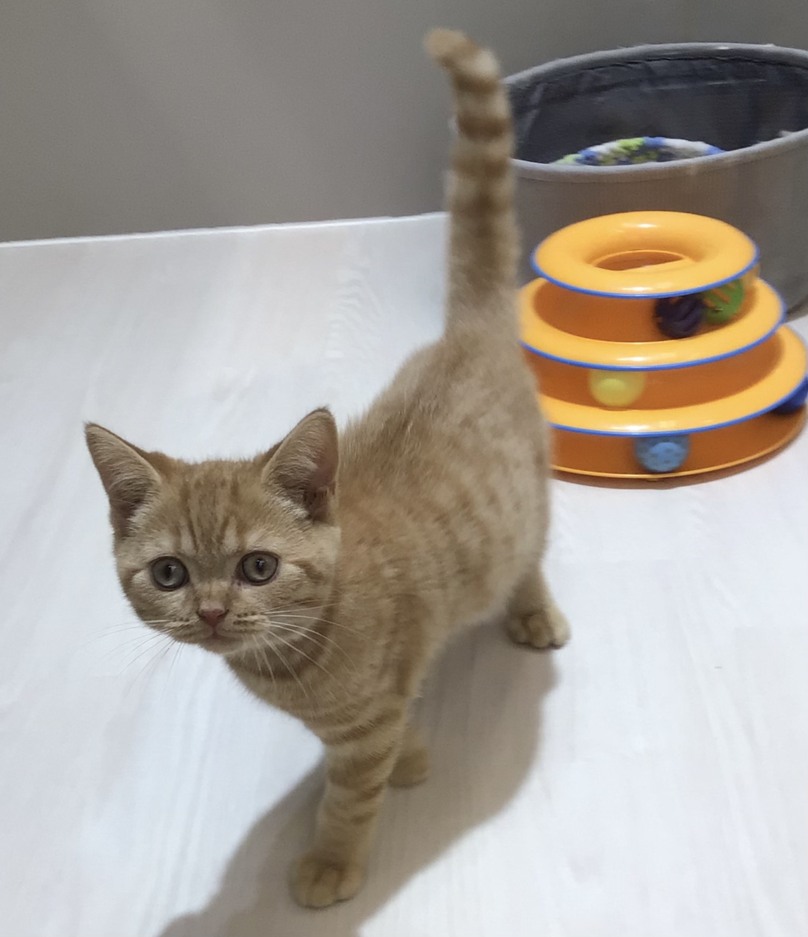 ☆当店のネコちゃん紹介☆