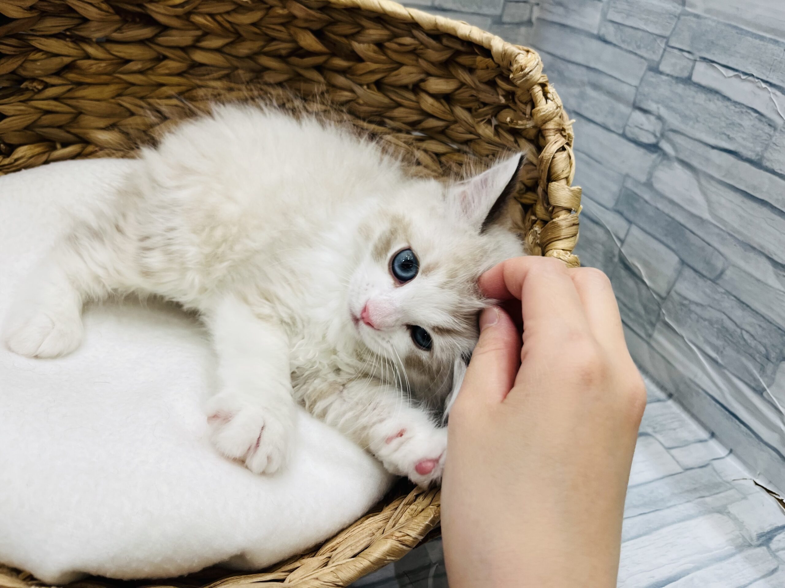 ネコちゃんブログ🐾