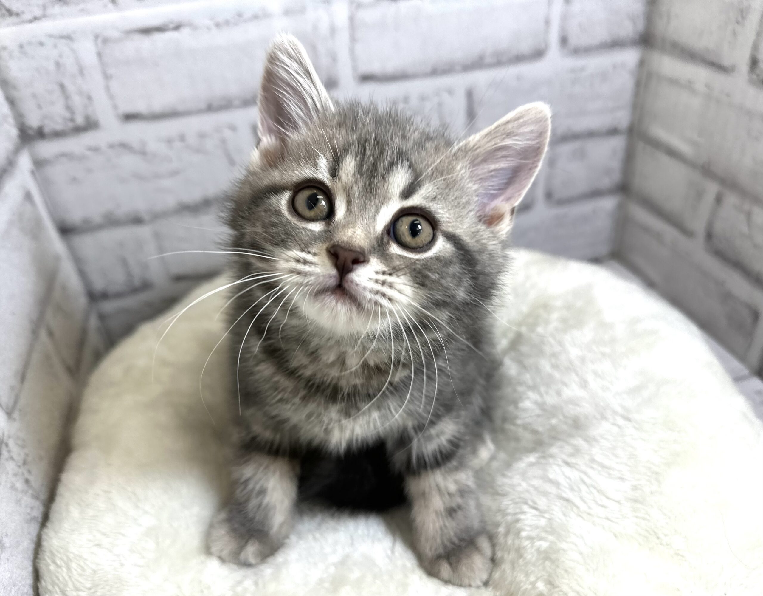 新しい川沿店のメンバーのご紹介❣