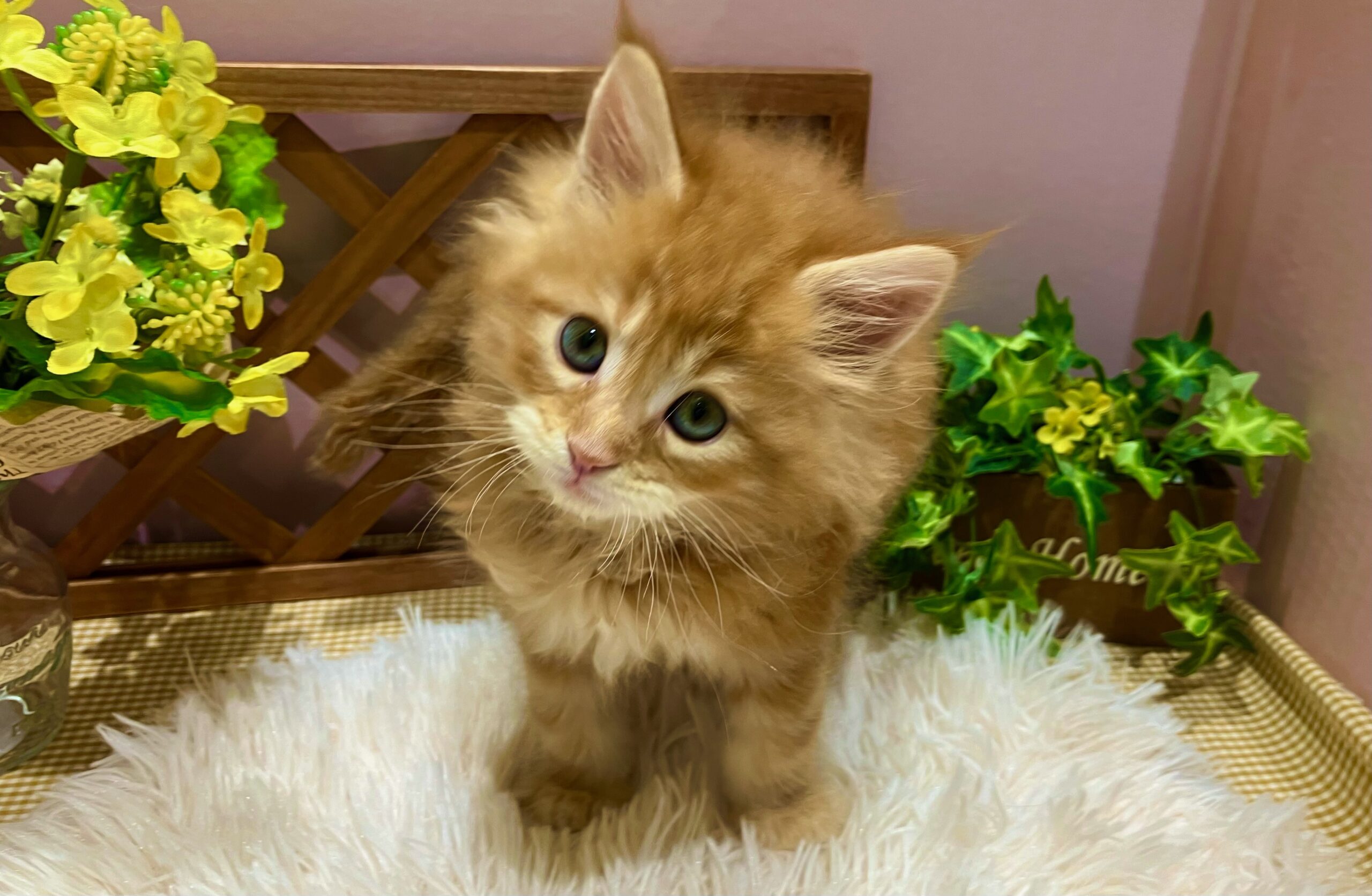 ✨🐶NEW　FACE🐱✨