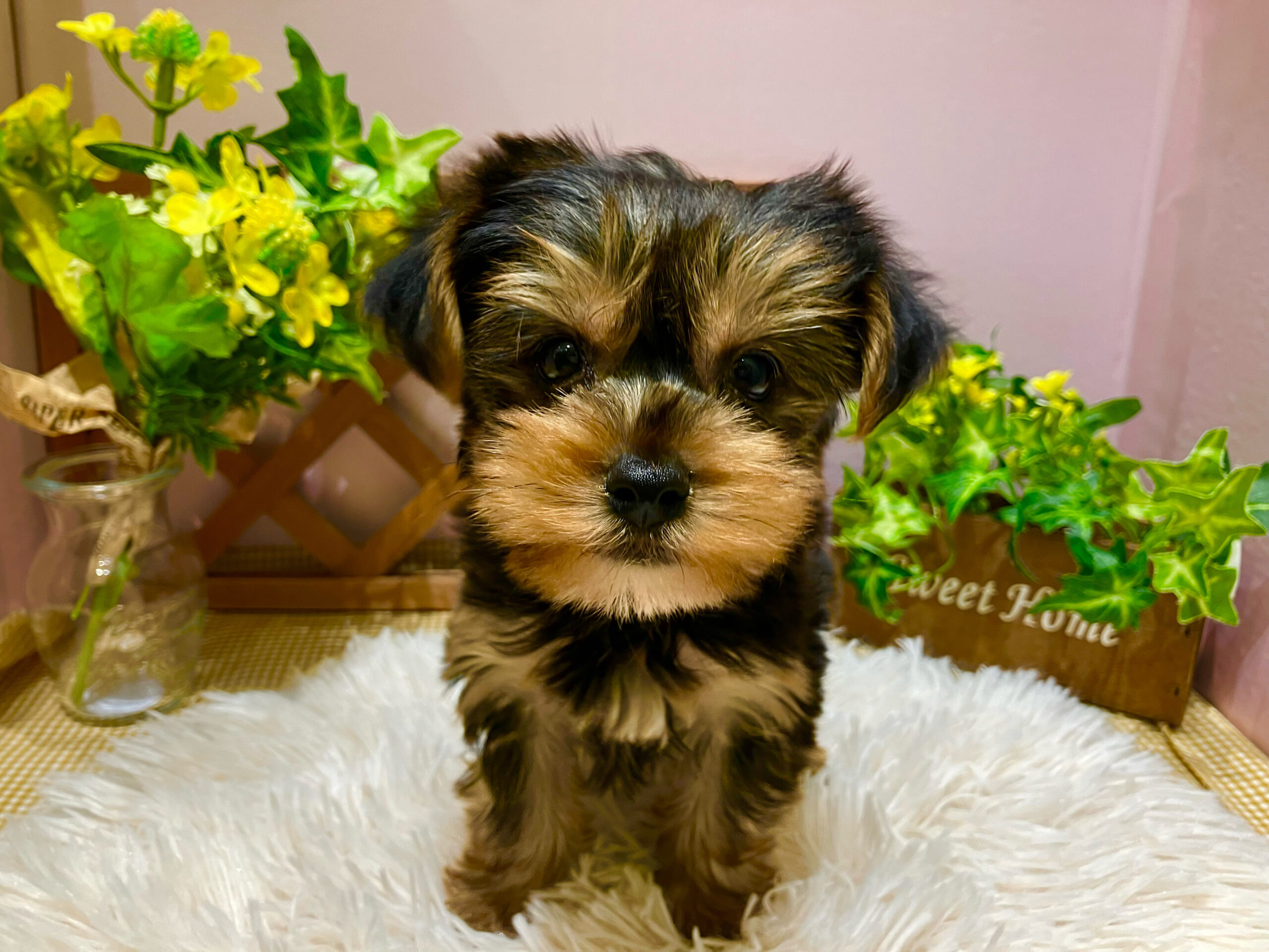 ✨🐶NEW　FACE🐱✨