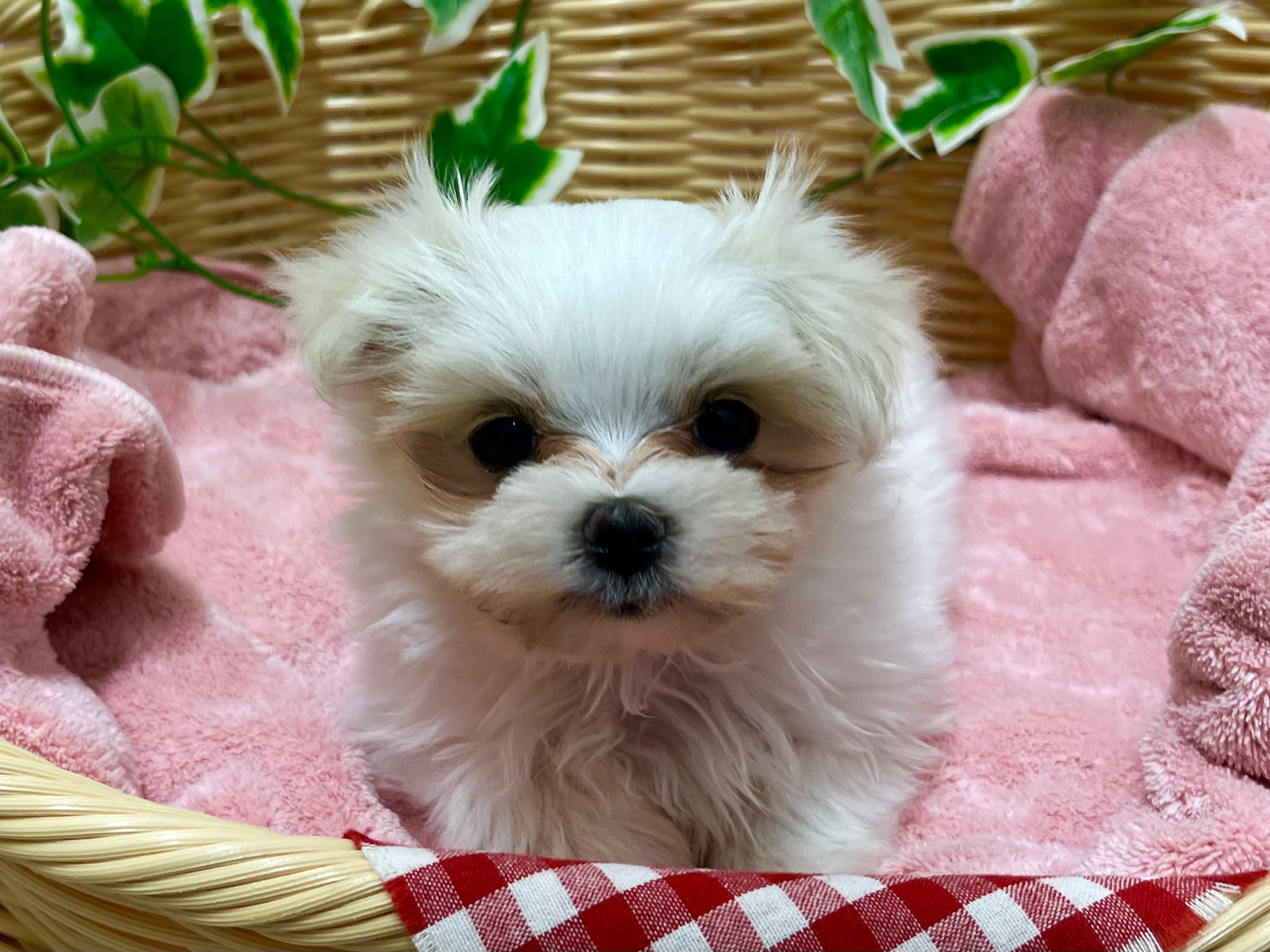 ✨🐶駅前店のわんちゃん紹介🐱✨