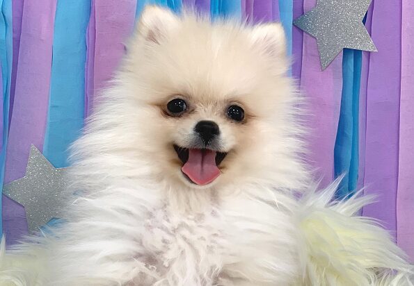 ★NEWおすすめ犬★