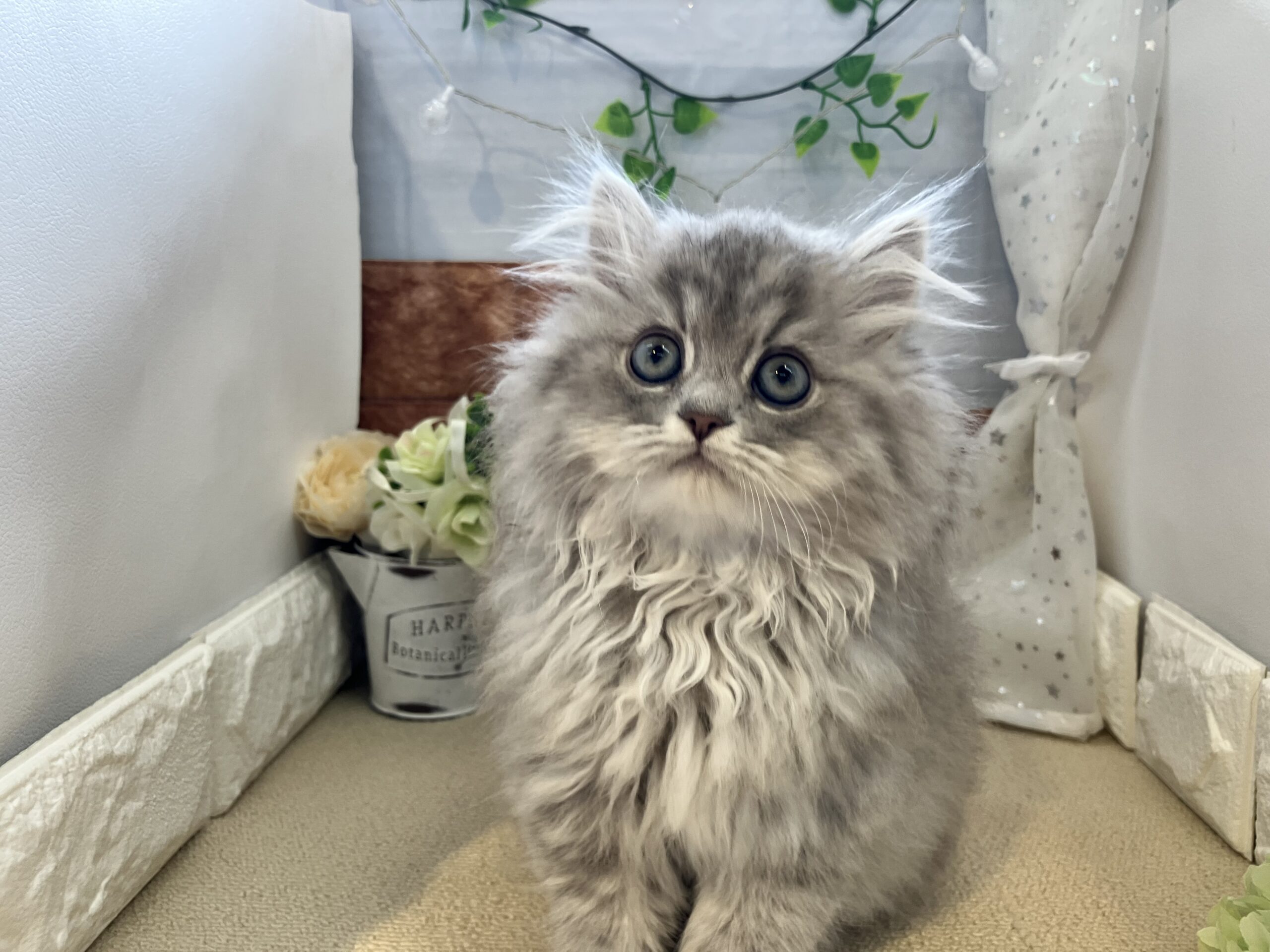 ♡♡福住店のにゃんこ♡♡