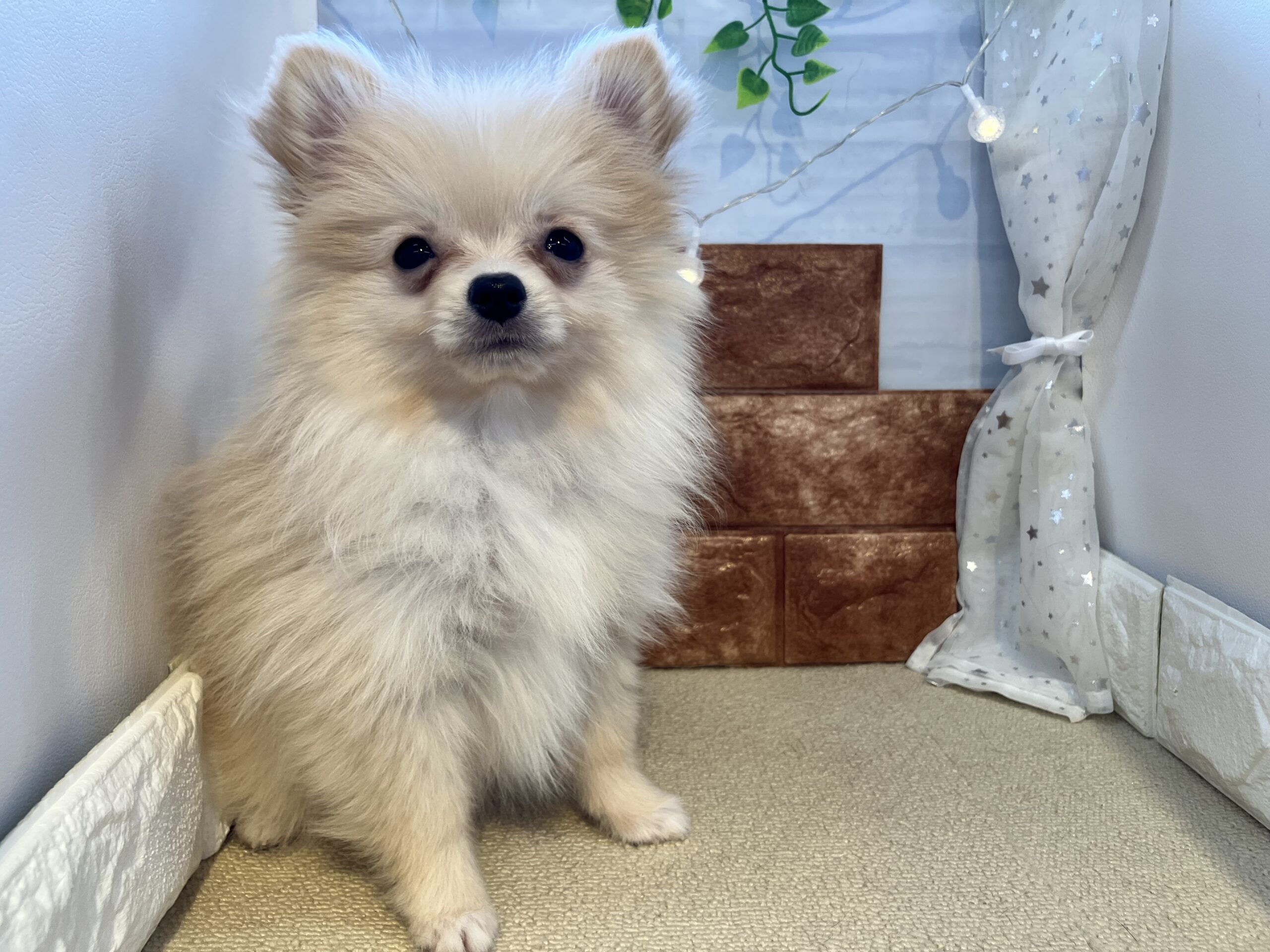 ★★おすすめ犬卒業★★