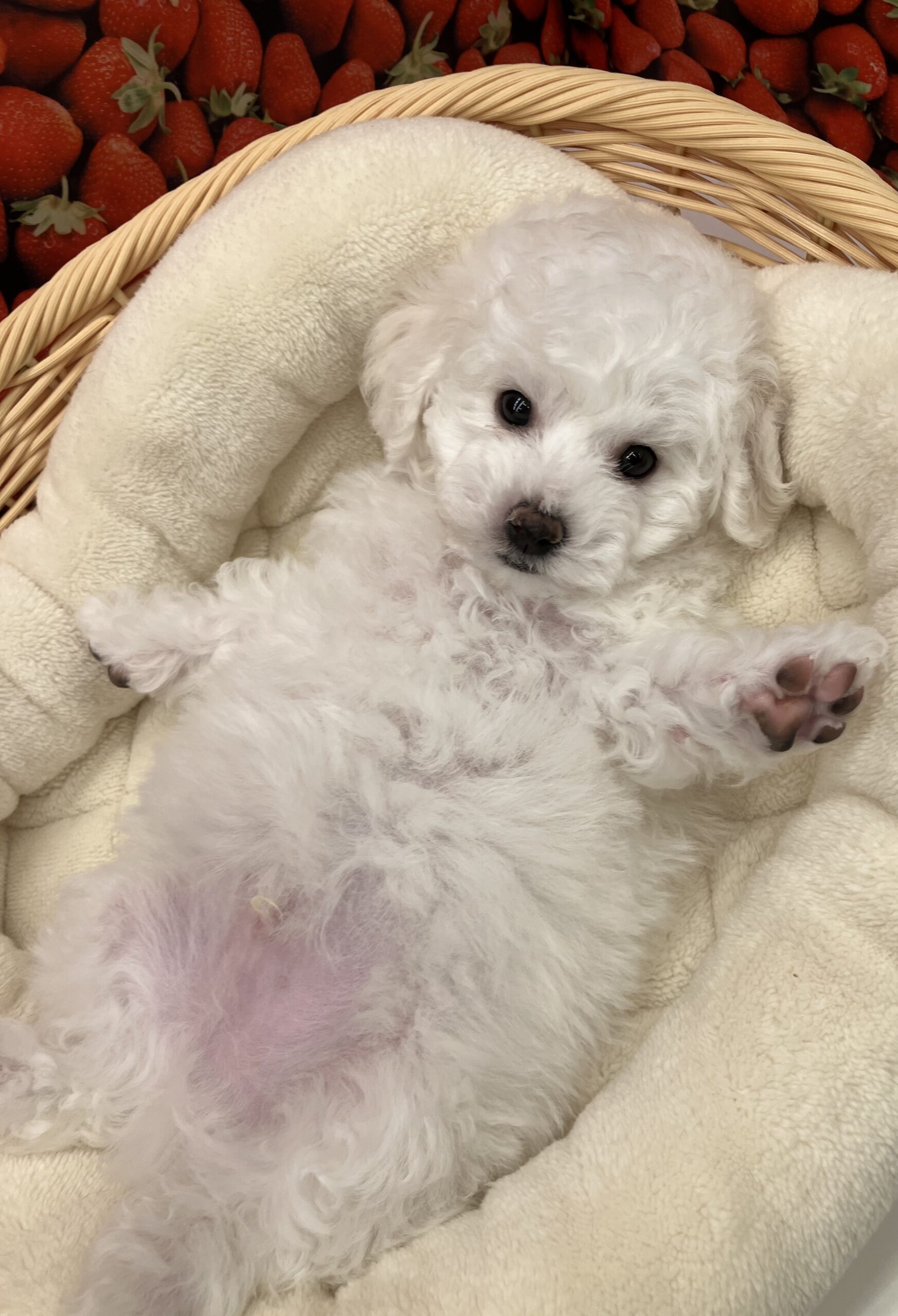 ☆NEWおすすめ犬☆