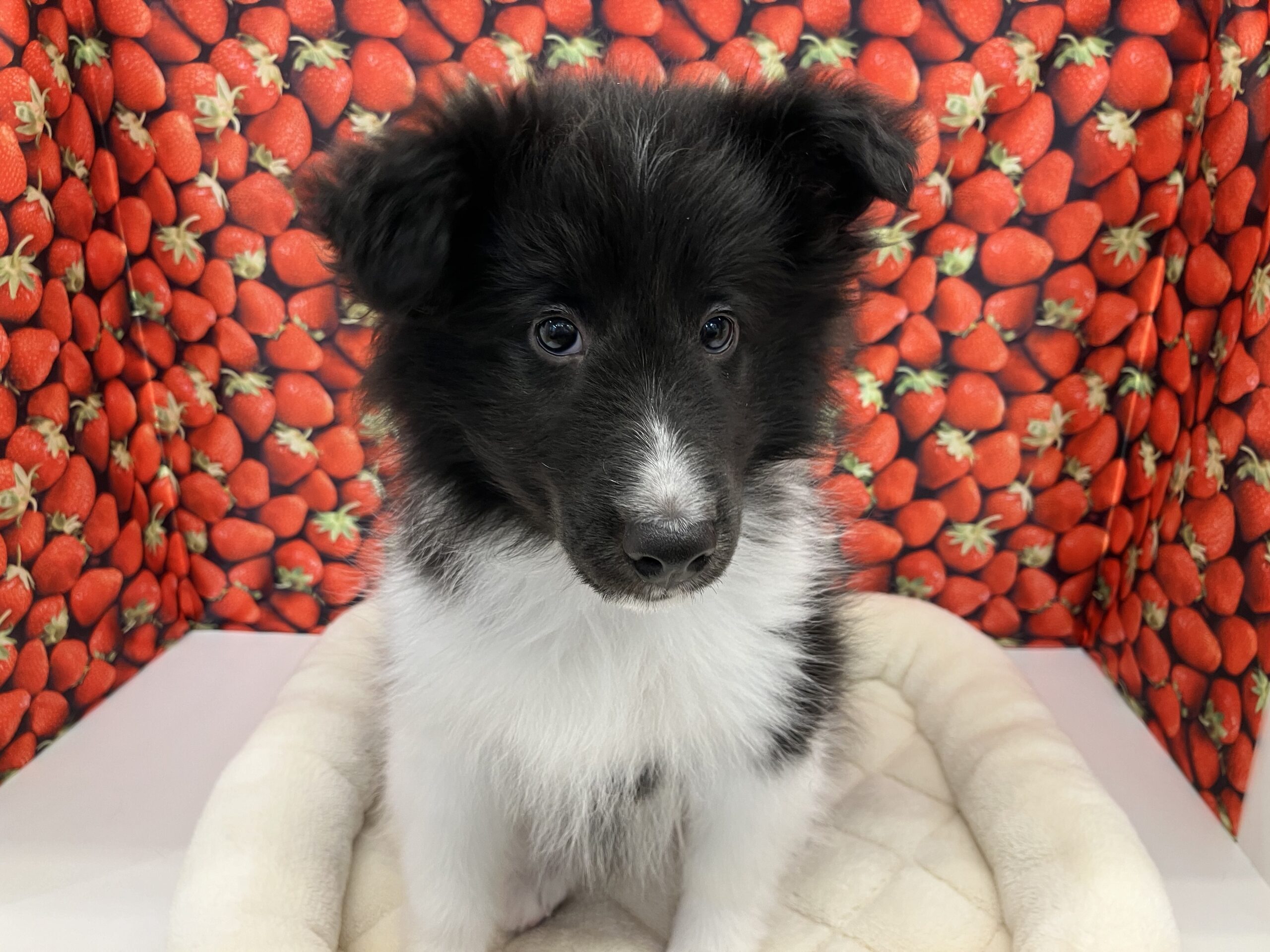 ☆NEWおすすめ犬☆