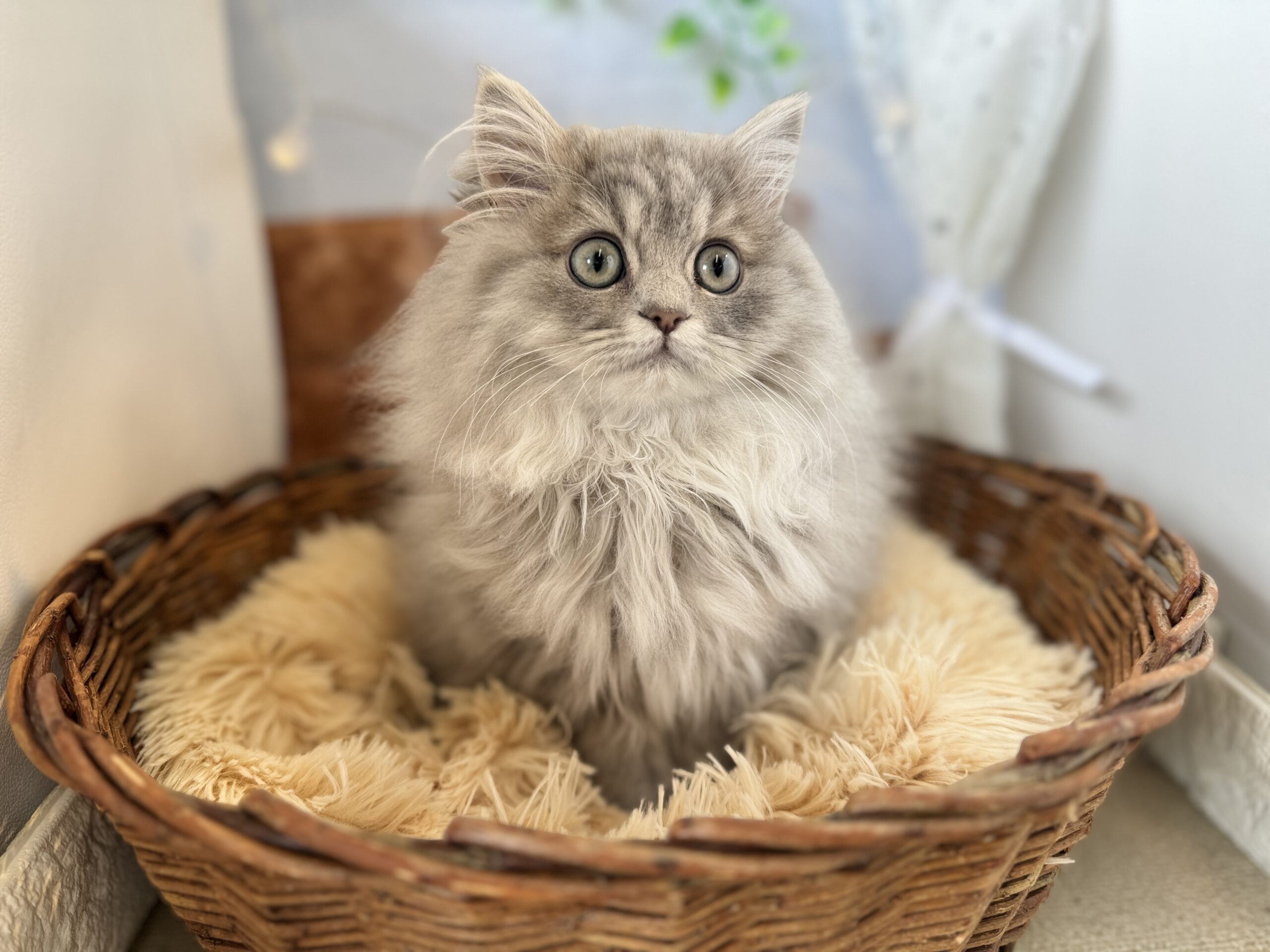 ★★ぺるくん撮影★★