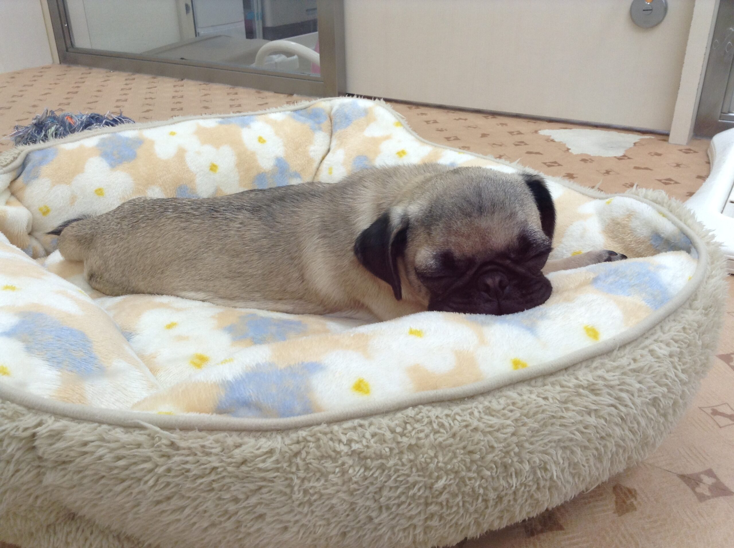 お昼寝ぱーやん😪💤