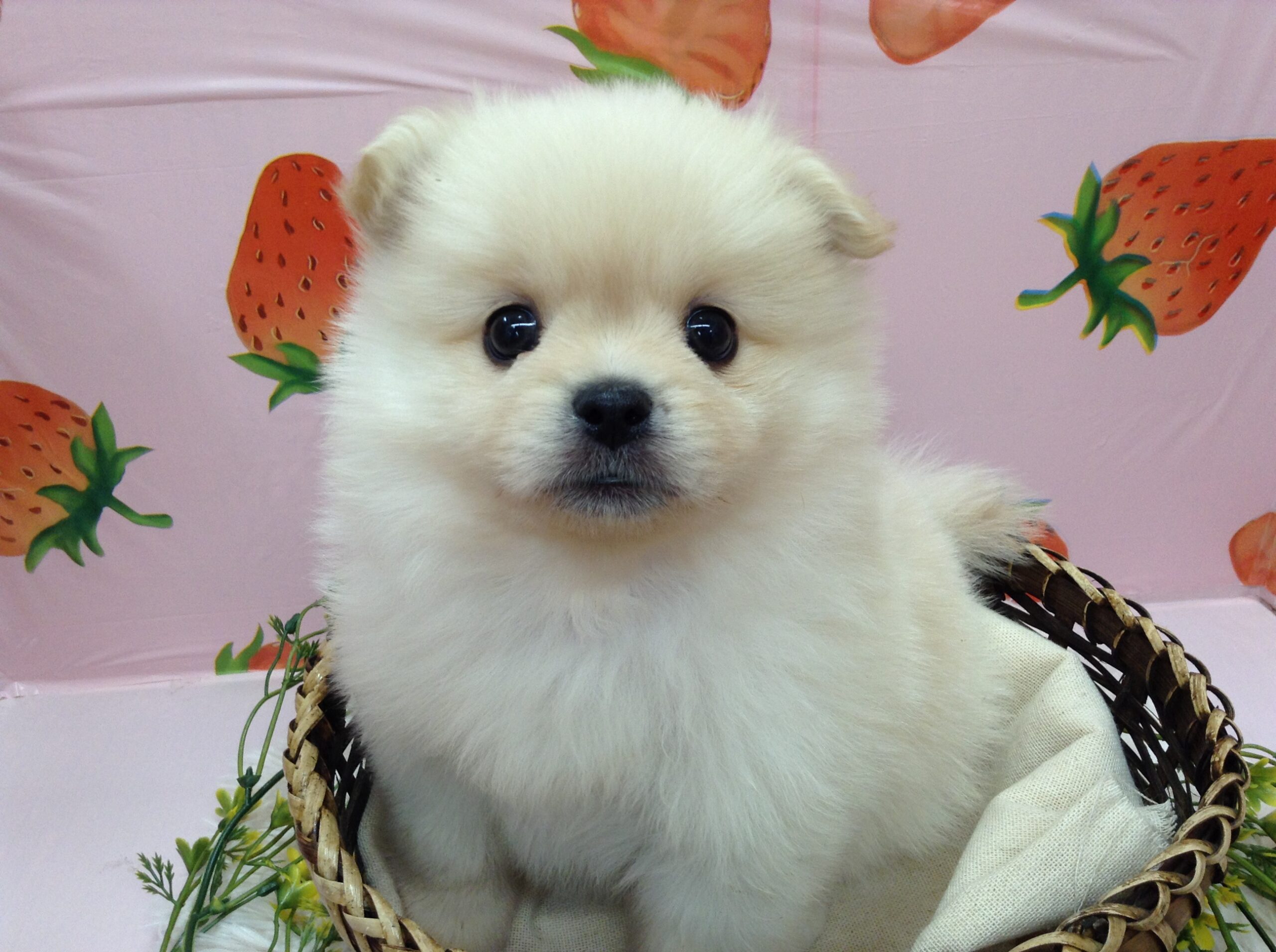 可愛い可愛い新入りさん💞