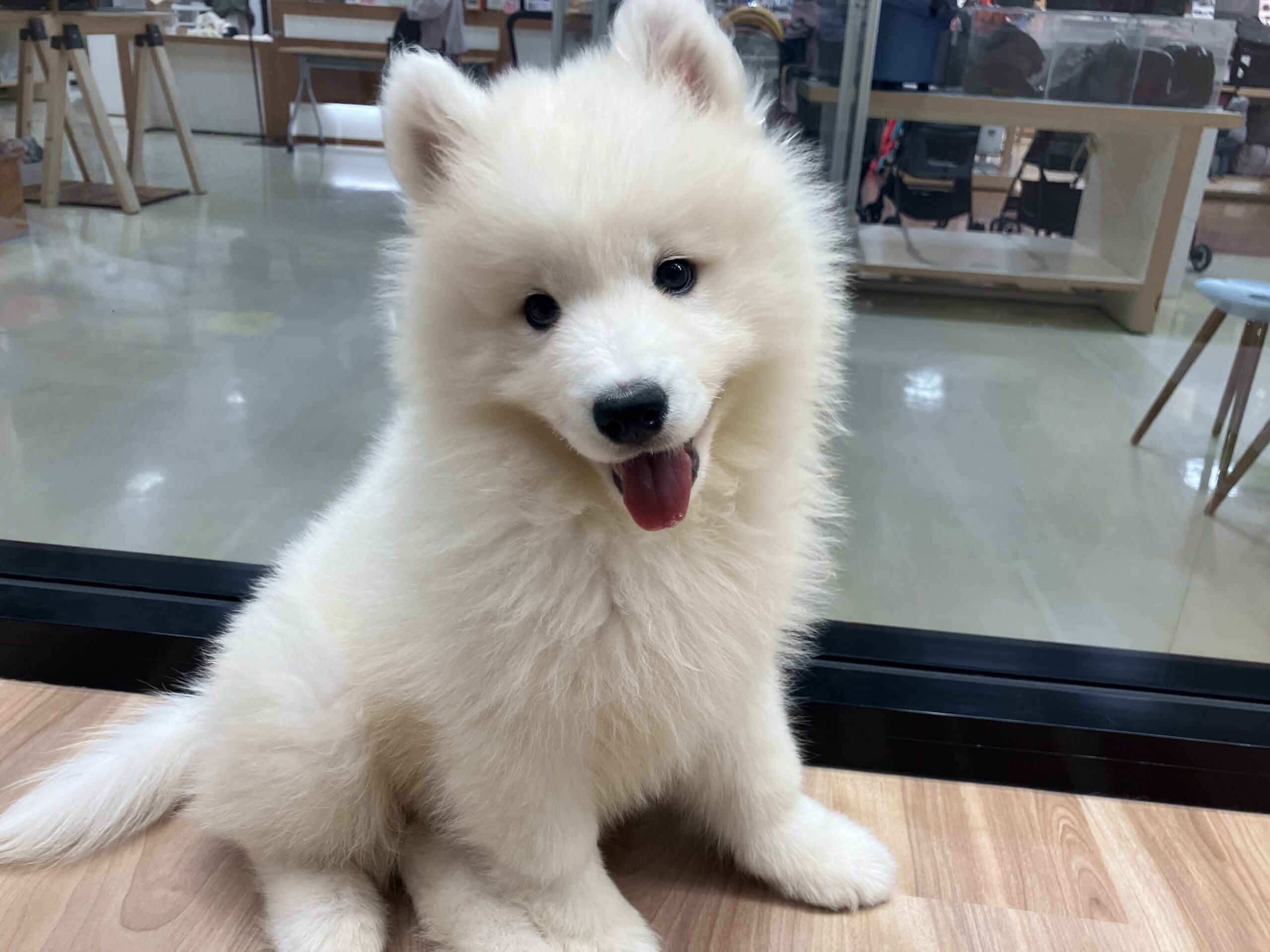 お家が決まりました✨