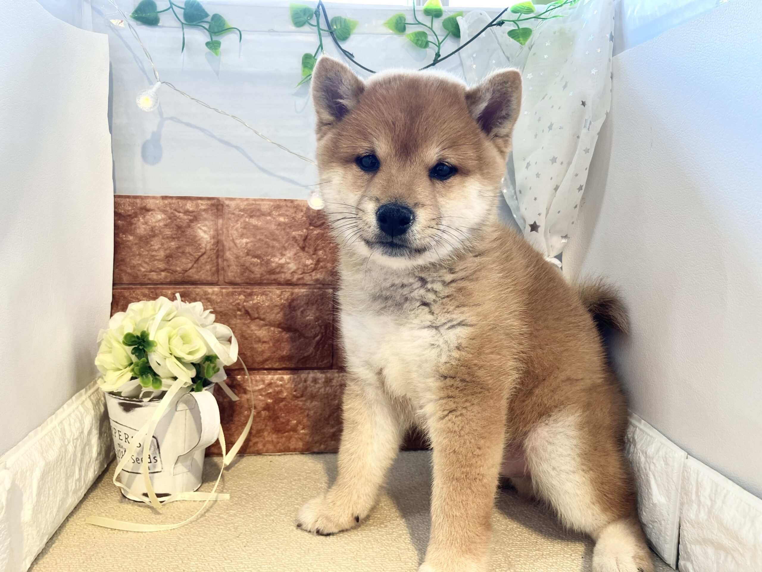 ★★おすすめ犬任命★★