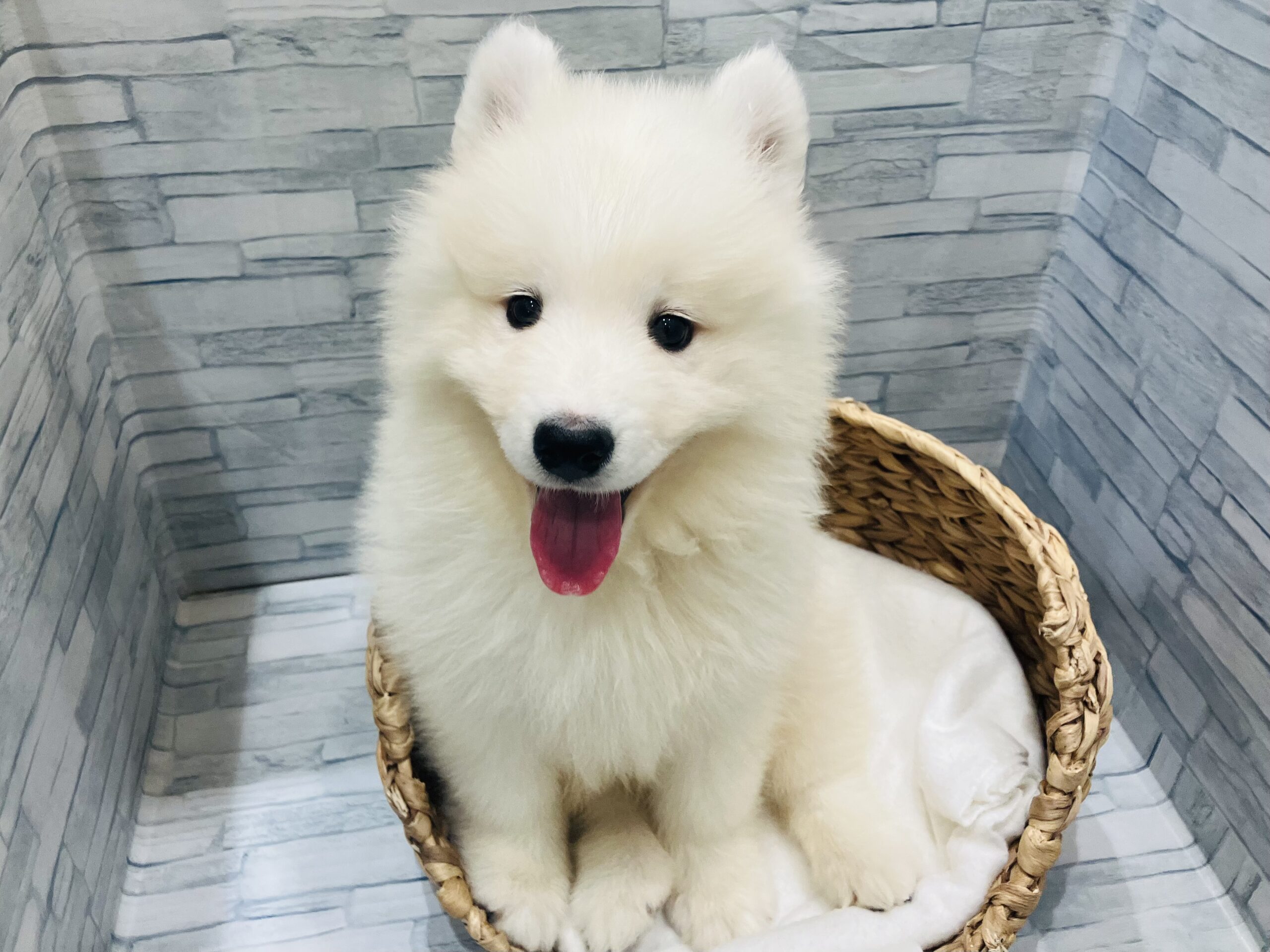 おすすめ犬バトンタッチ❢