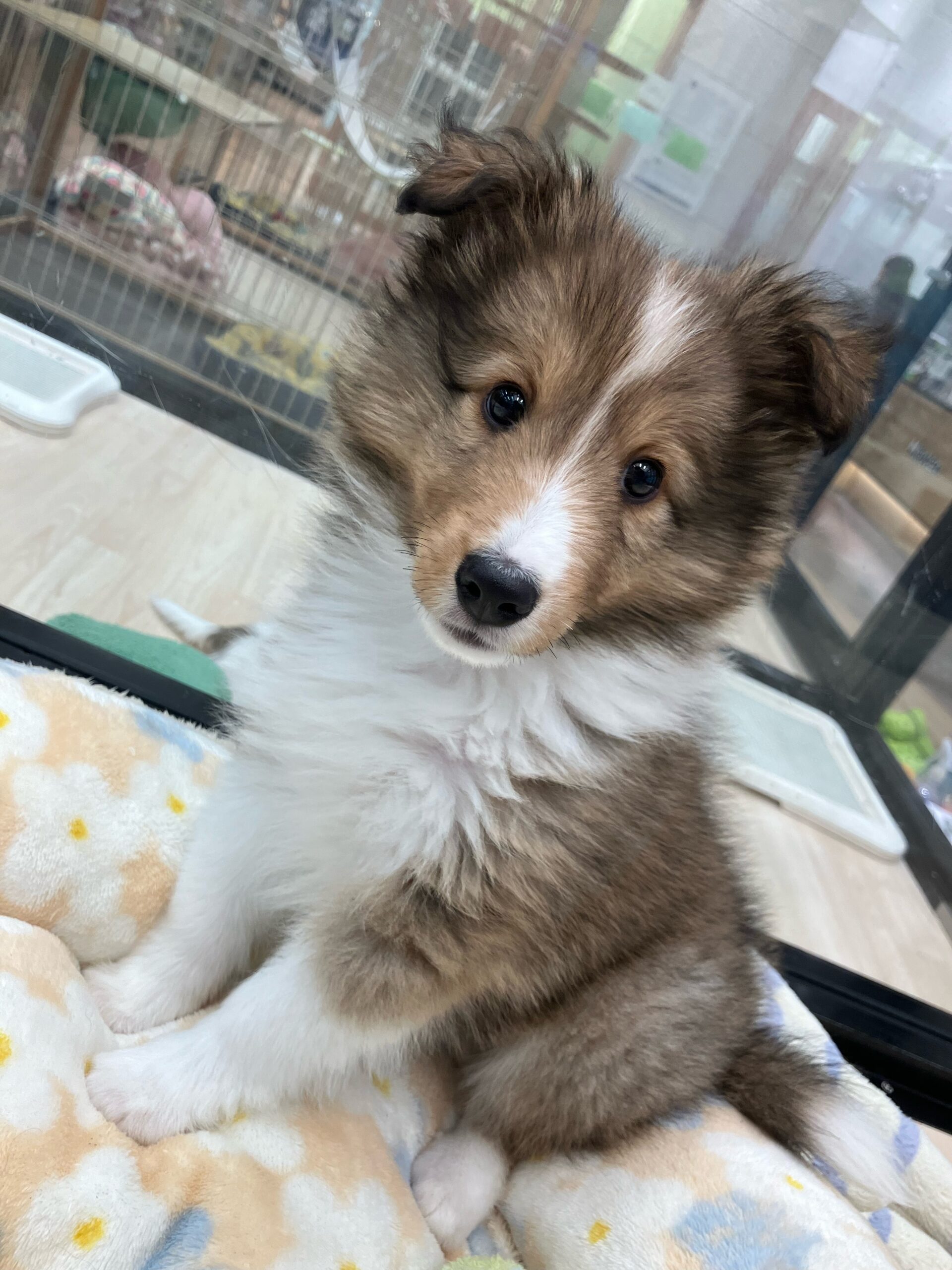 ✨🐶おすすめ犬バトンタッチ🐱✨