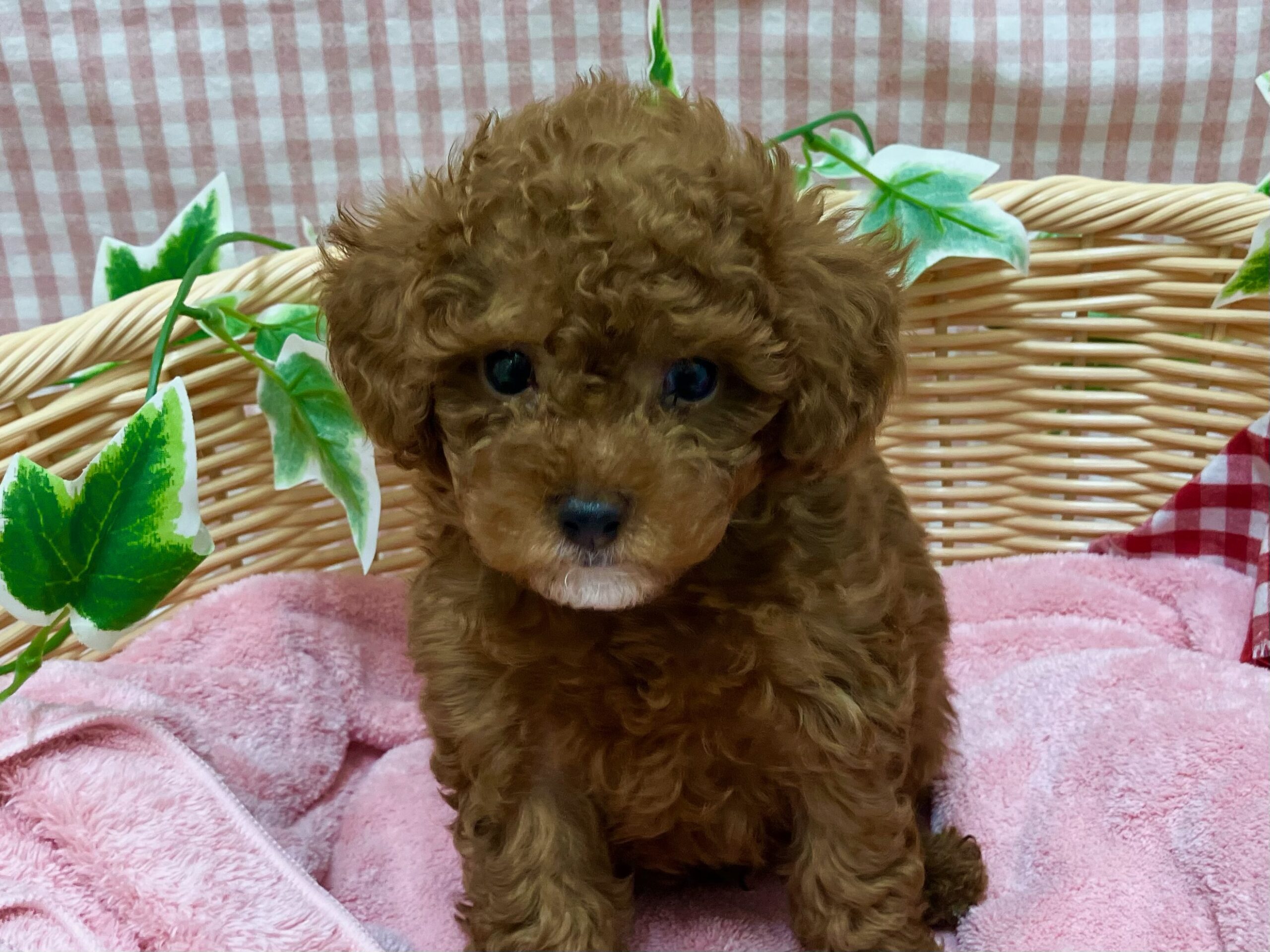 ✨🐶NEW　FACE🐶✨