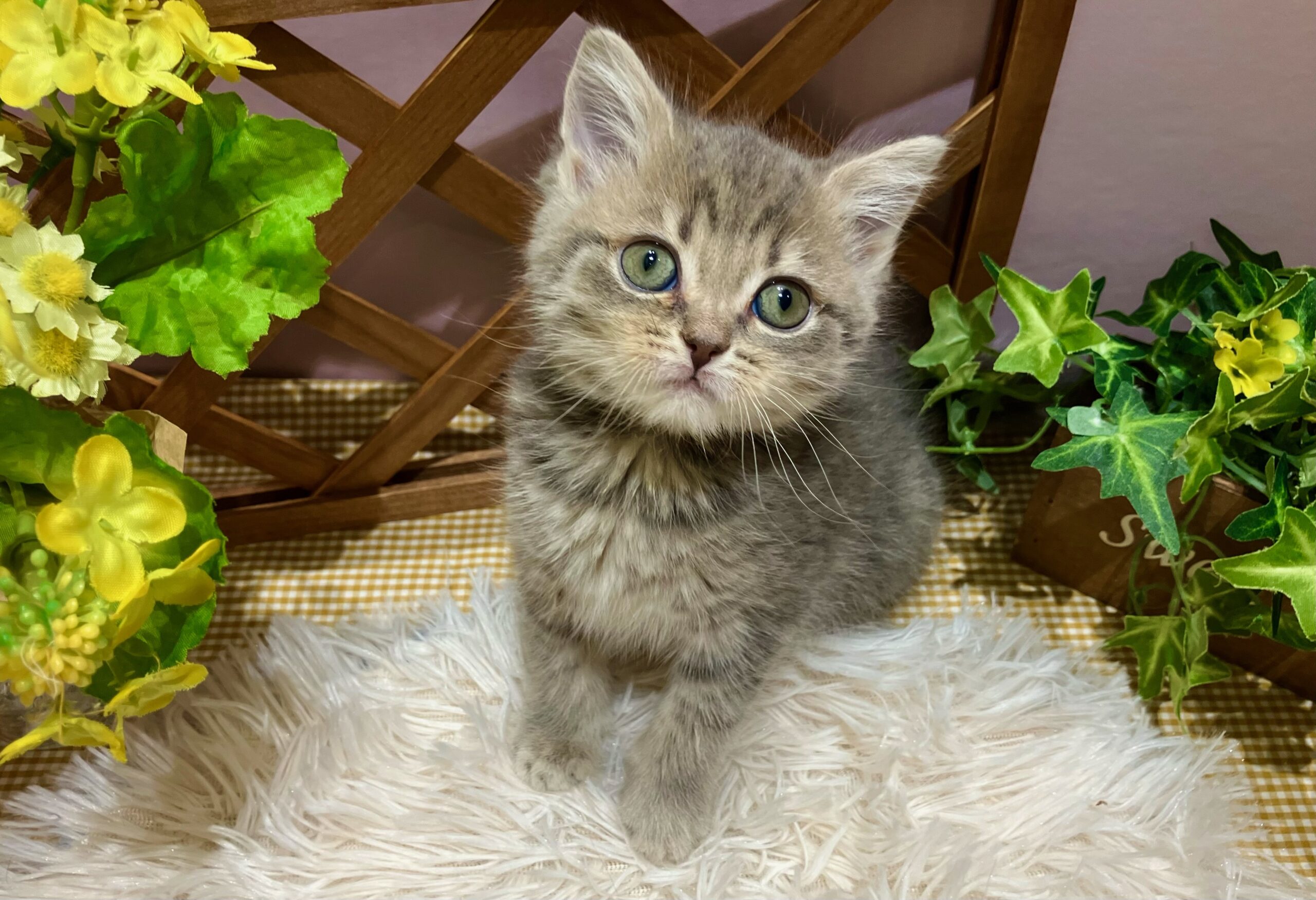 ✨🐶NEW　FACE🐱✨