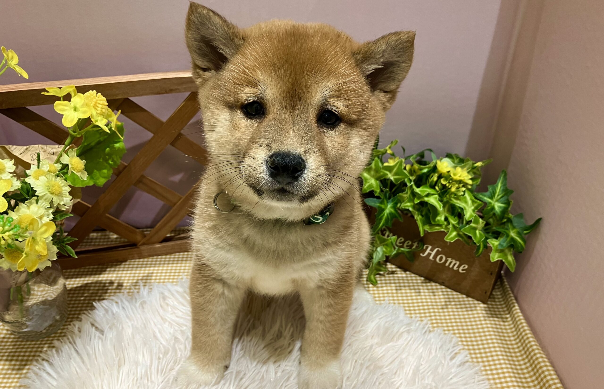 ✨🐶NEW　FACE🐱✨