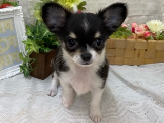 白石店おすすめ犬バトンタッチ❤