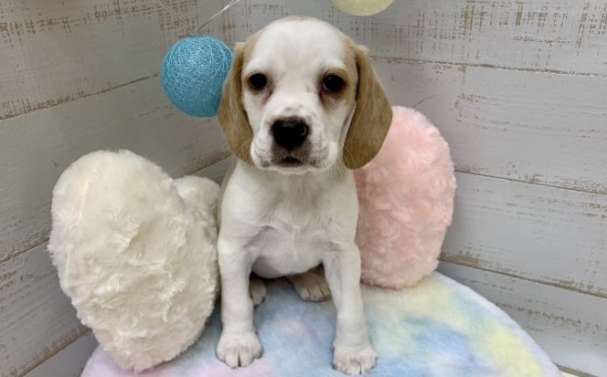 ✨🐶おすすめ犬バトンタッチ🐱✨