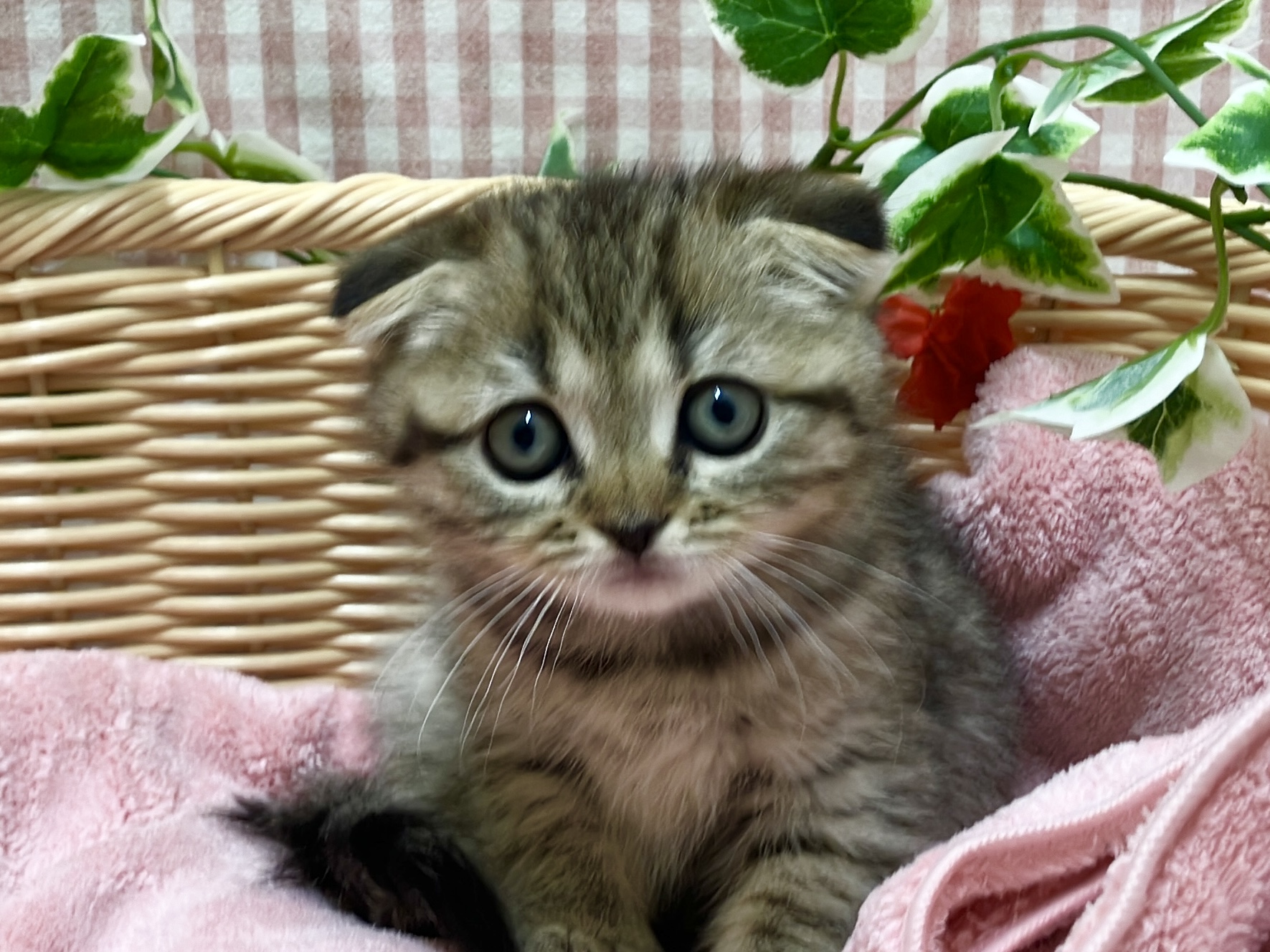 ✨🐱NEW　FACE🐱✨