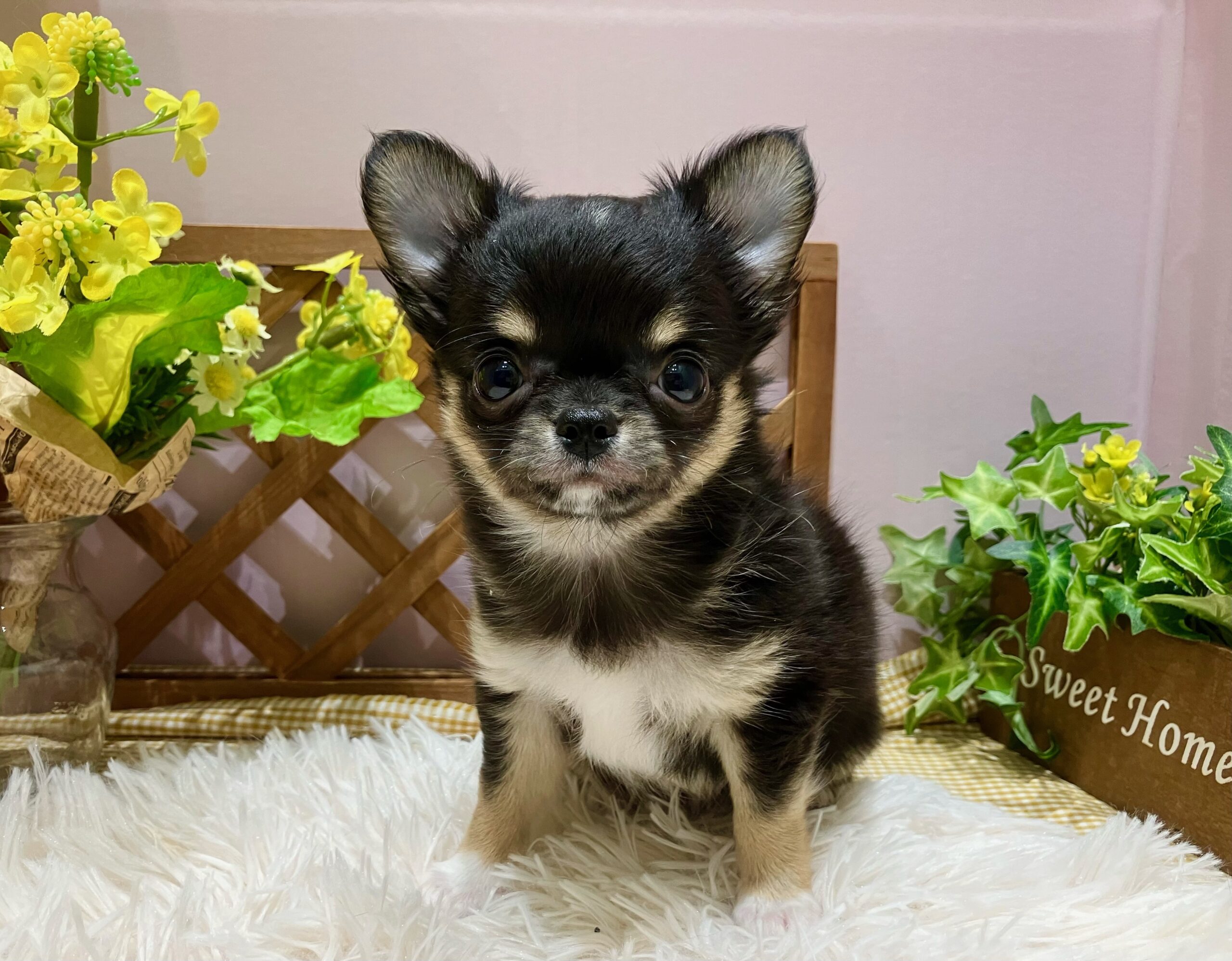 ✨🐶NEW　FACE🐱✨