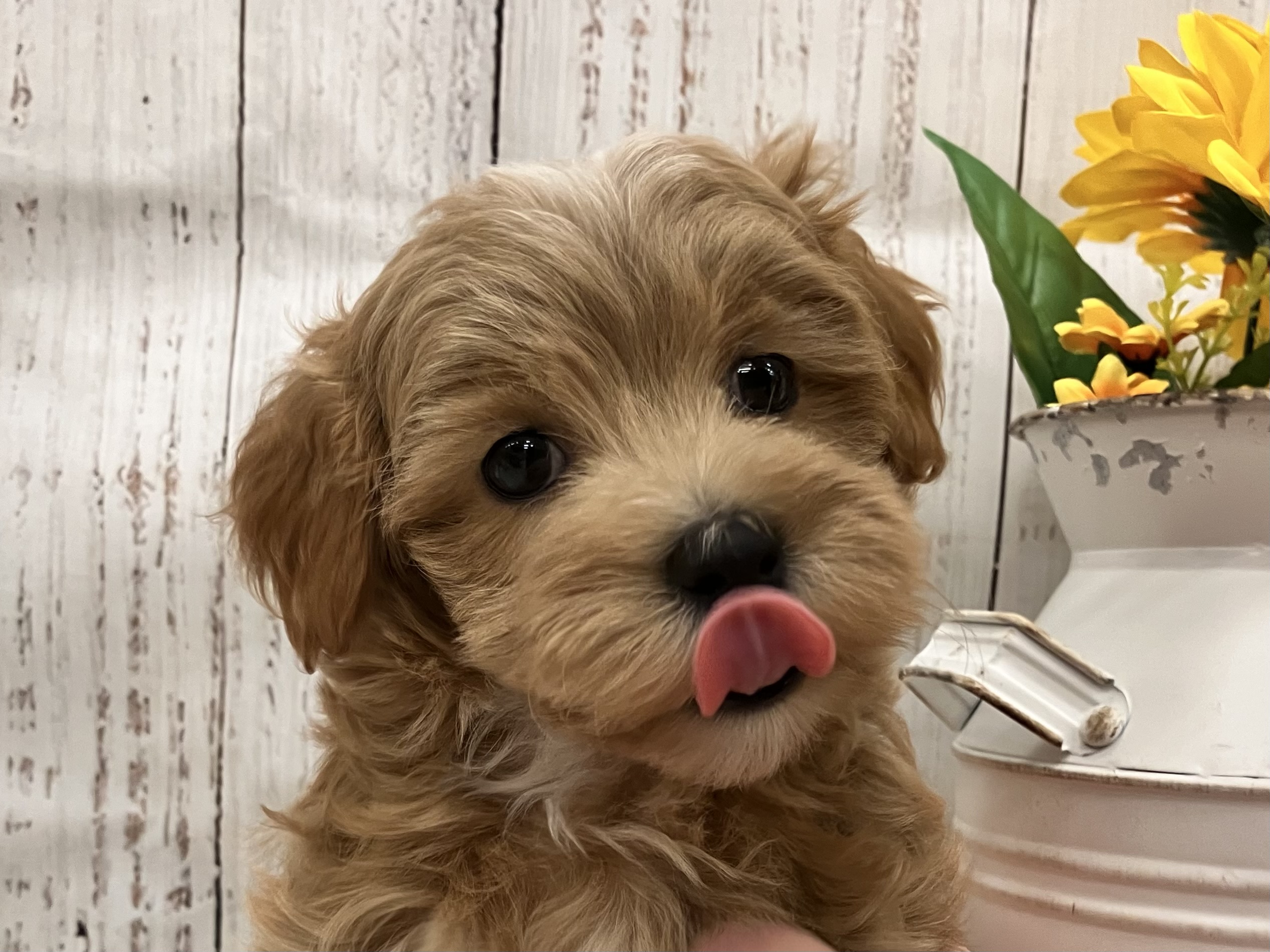 🐾新しいわんちゃんが名寄店にやってきました🐾