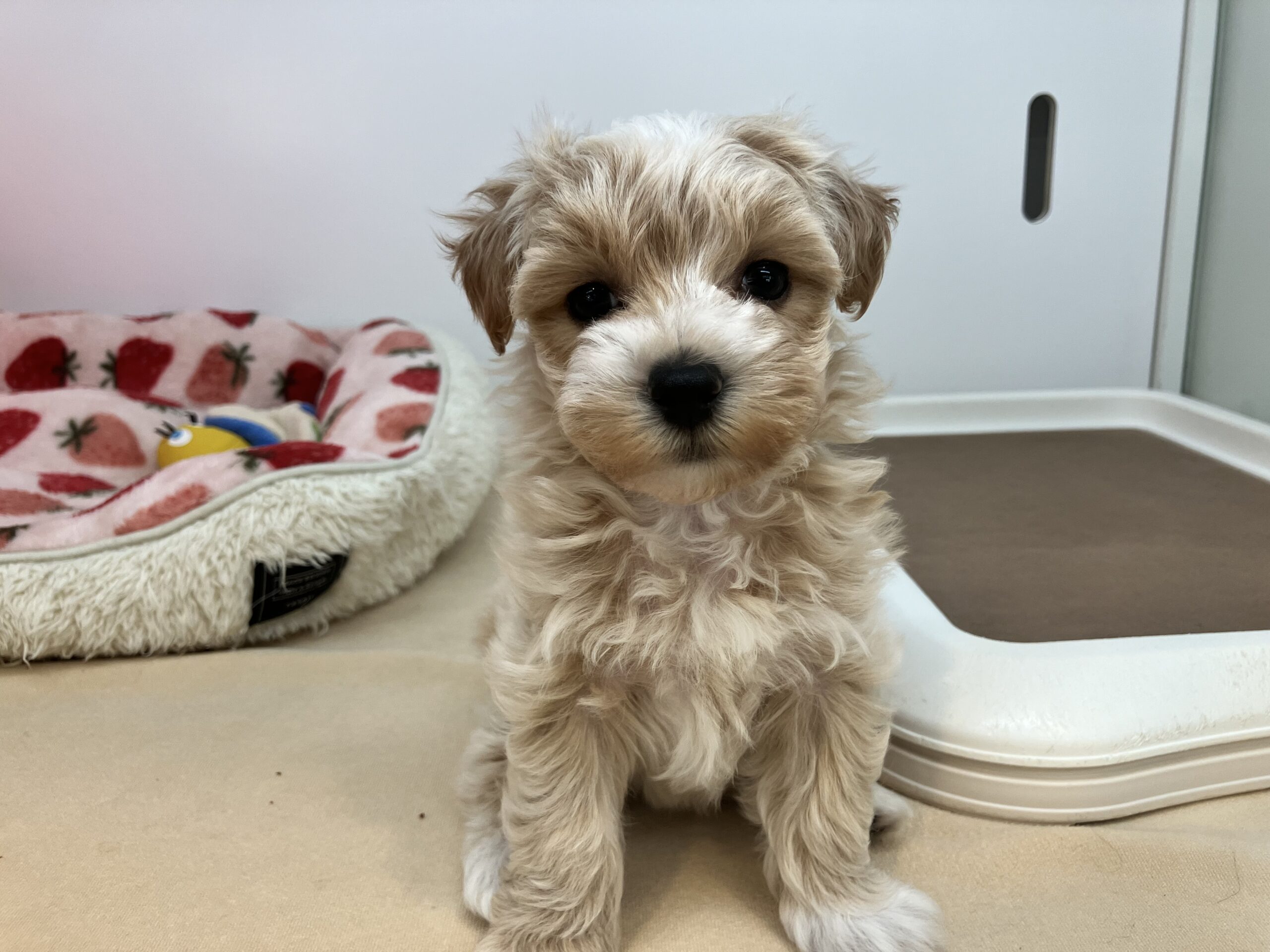 ★★おすすめ犬任命★★