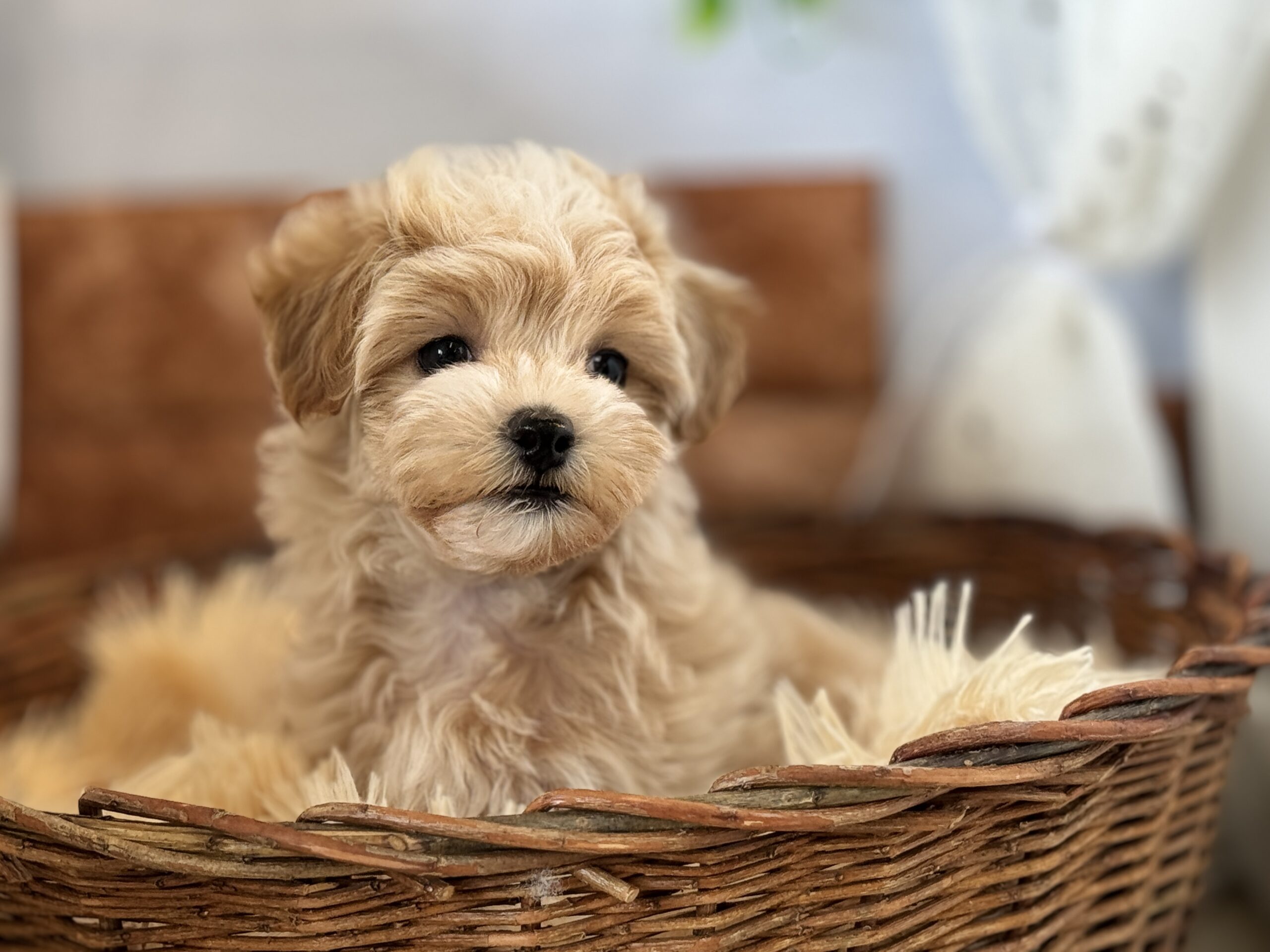 ✨マルプーちゃん✨