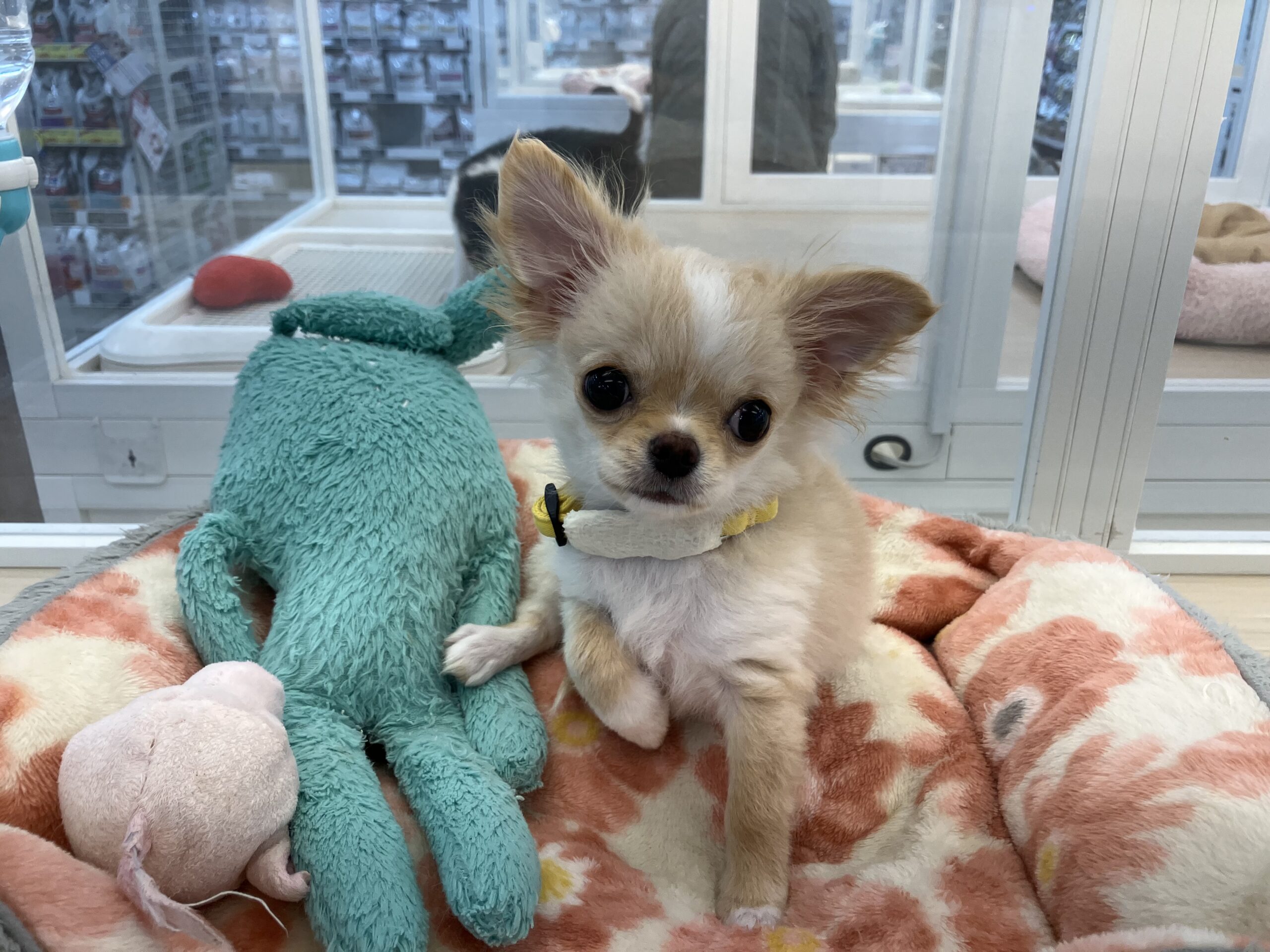 おすすめ犬任命✩