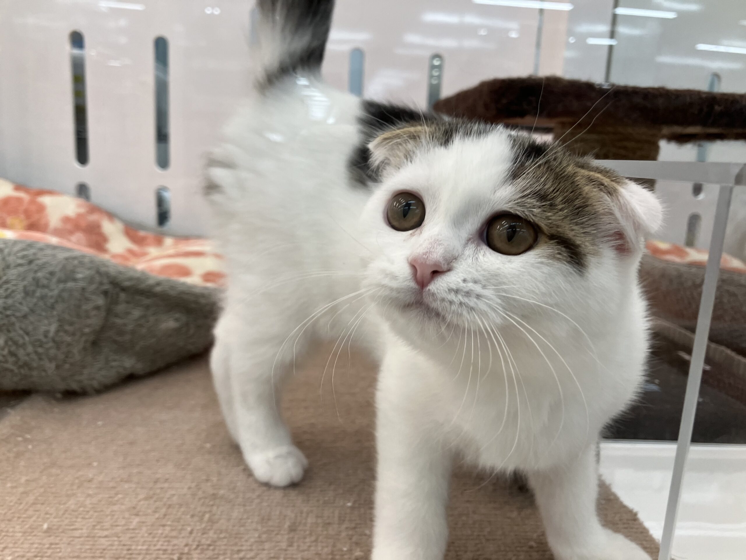 小樽のにゃんちゃん🌟