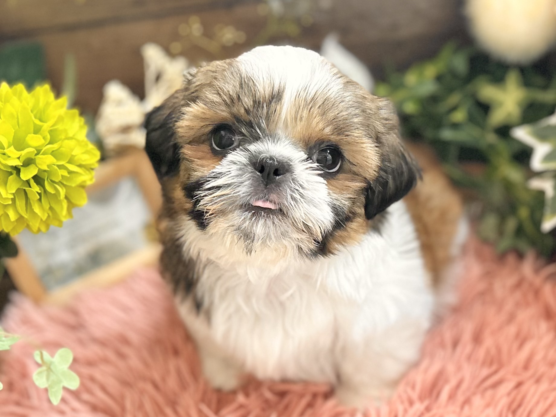 ＊手稲店おすすめわんちゃん＊