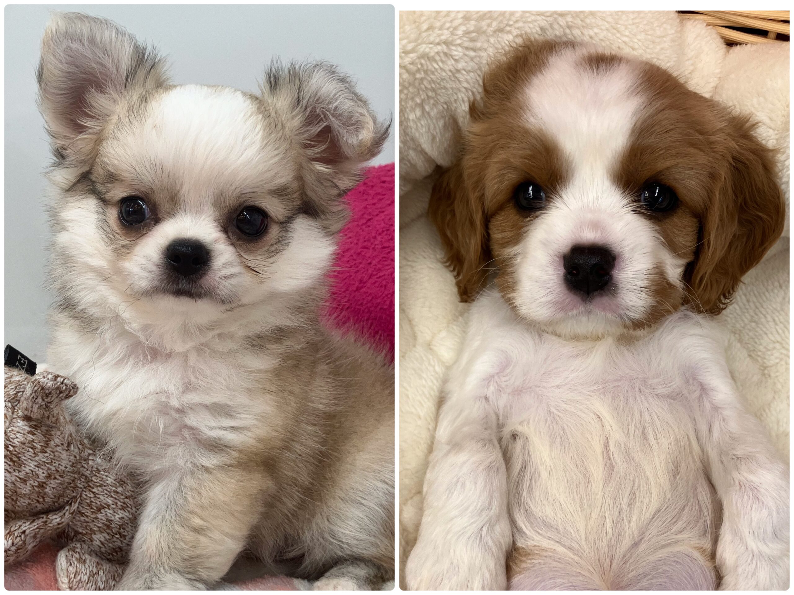 ☆新人さん紹介☆