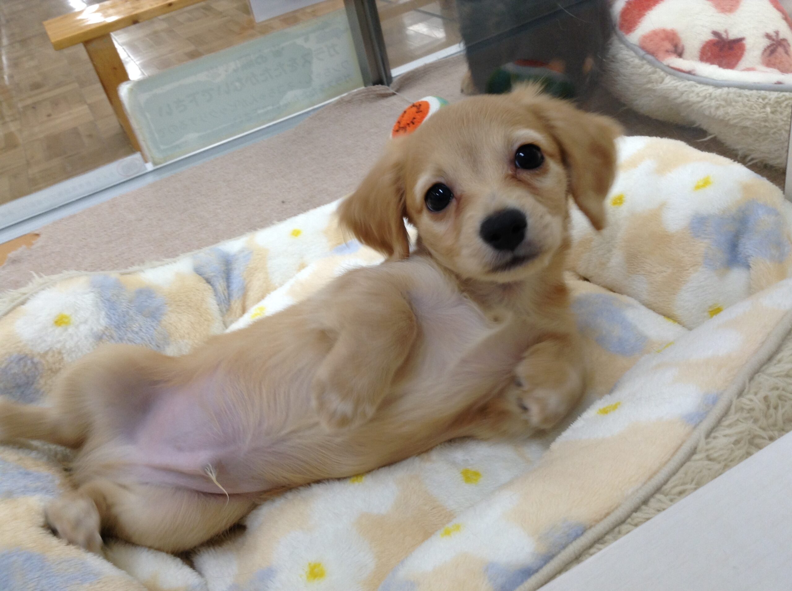 可愛い新入りさん達💗