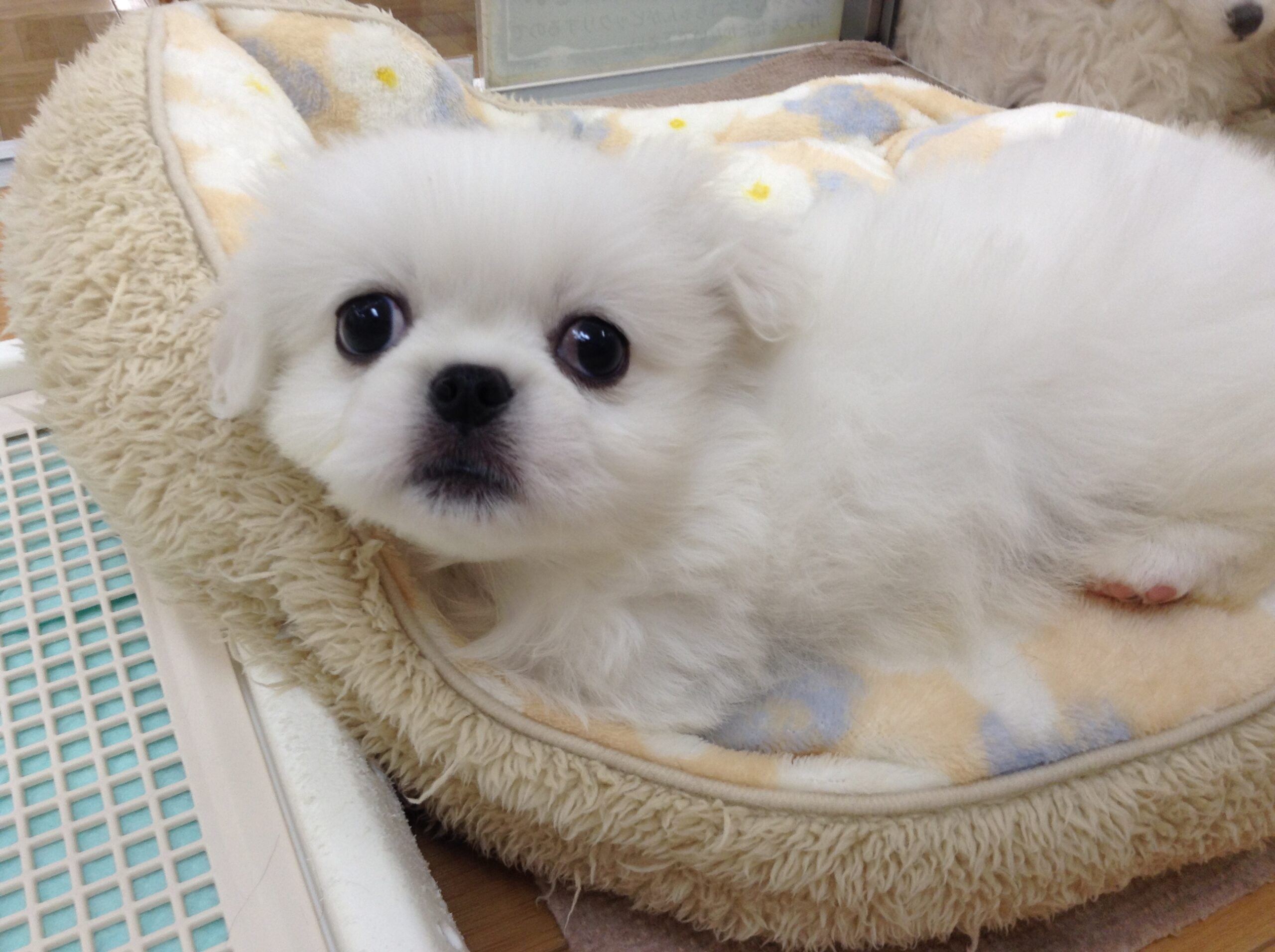 ＮＥＷおすすめわんこ💕