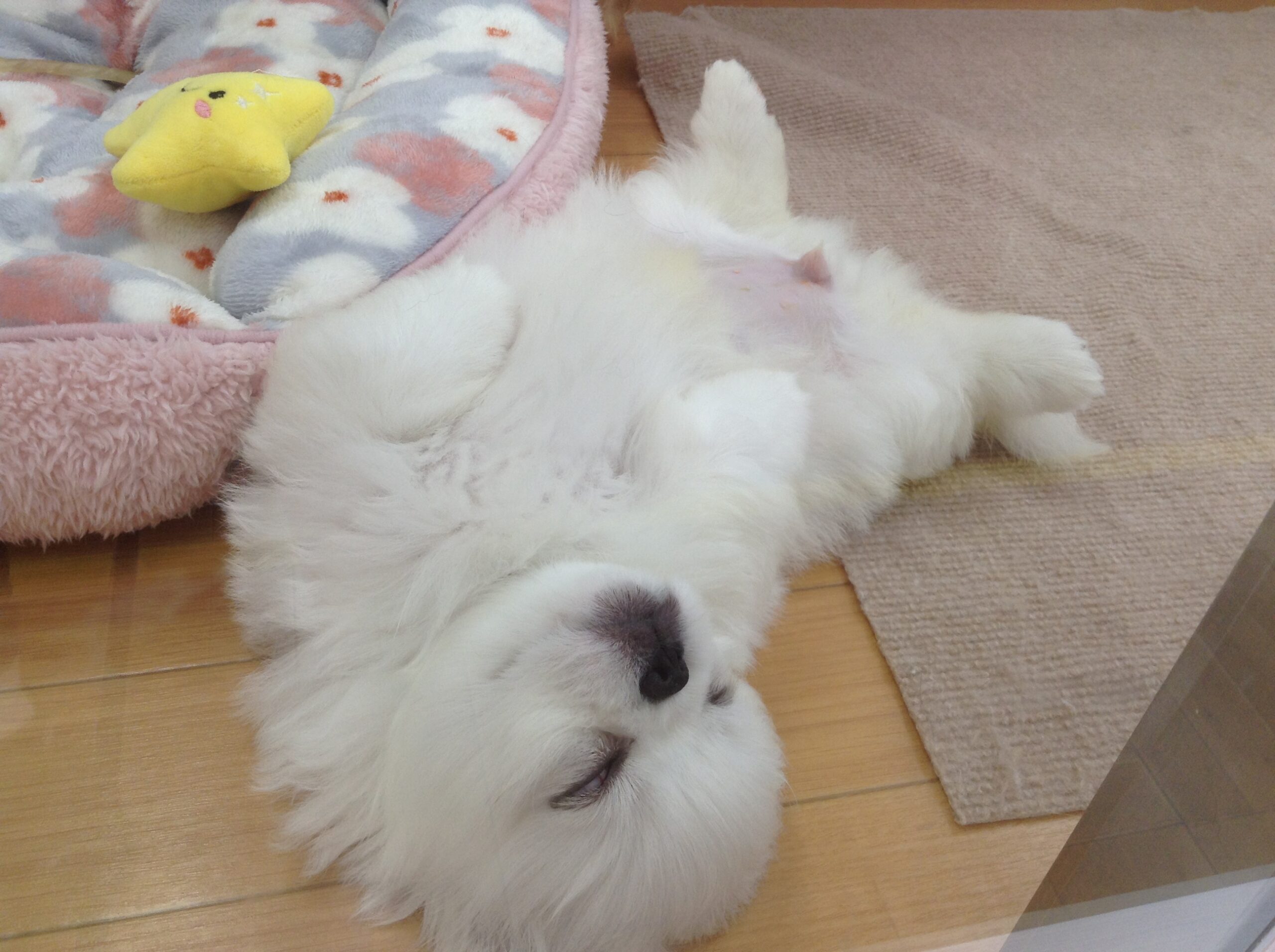 ヘソ天ぺーやん💗