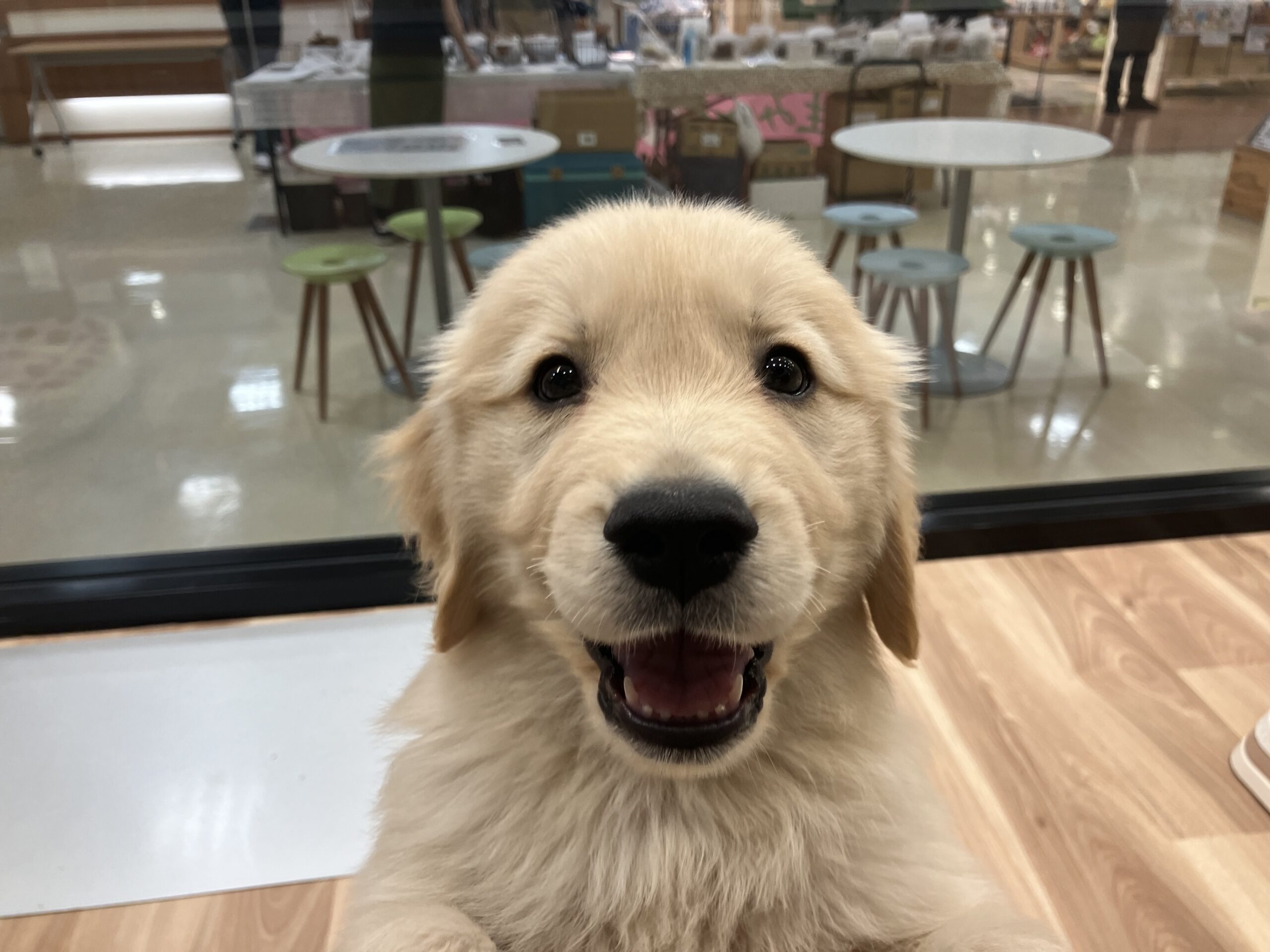 おすすめ犬ご紹介♪