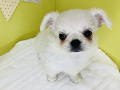 お家が決まりました🏠