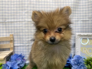 オススメ犬成長記録💕