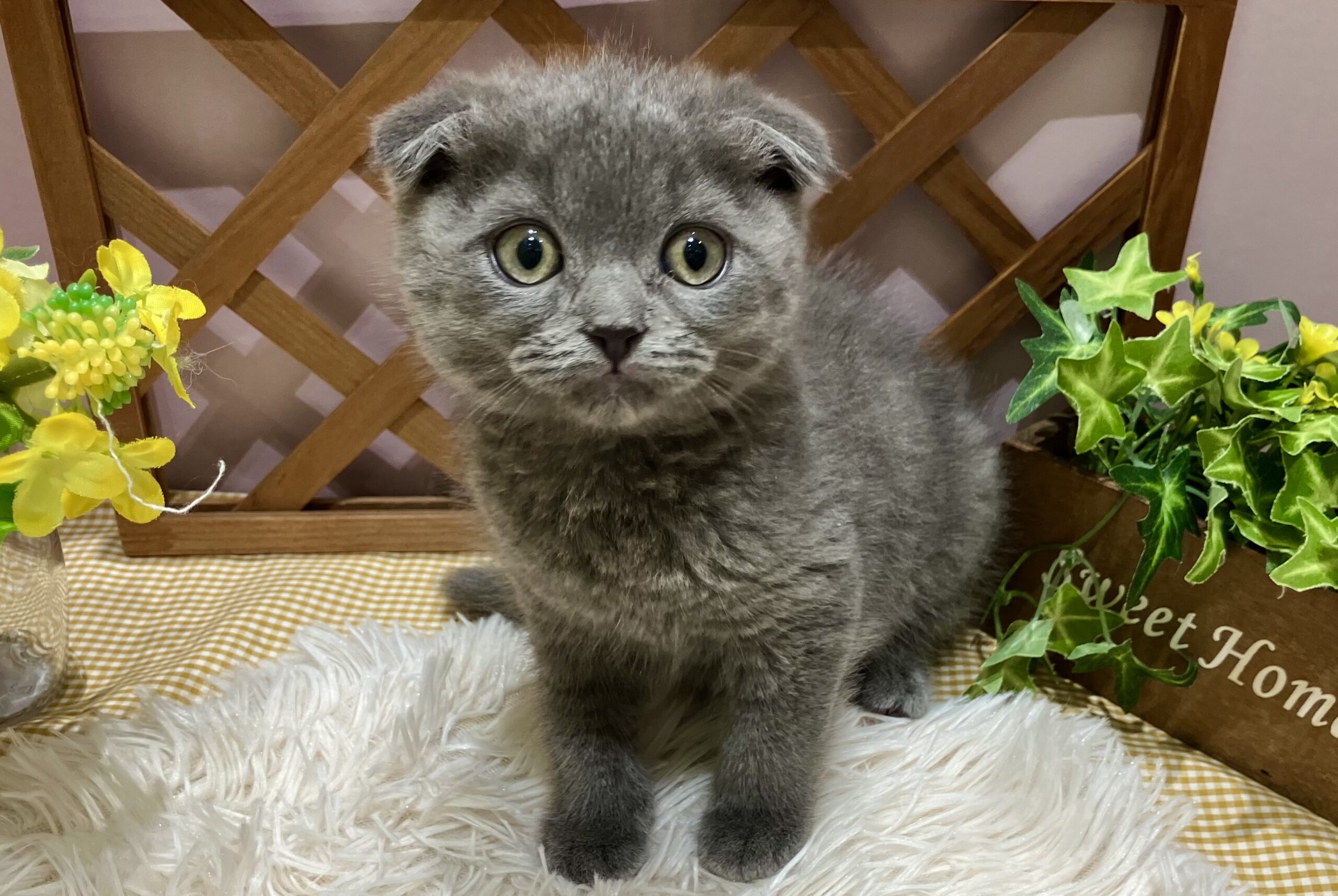 ✨🐶NEW　FACE🐱✨