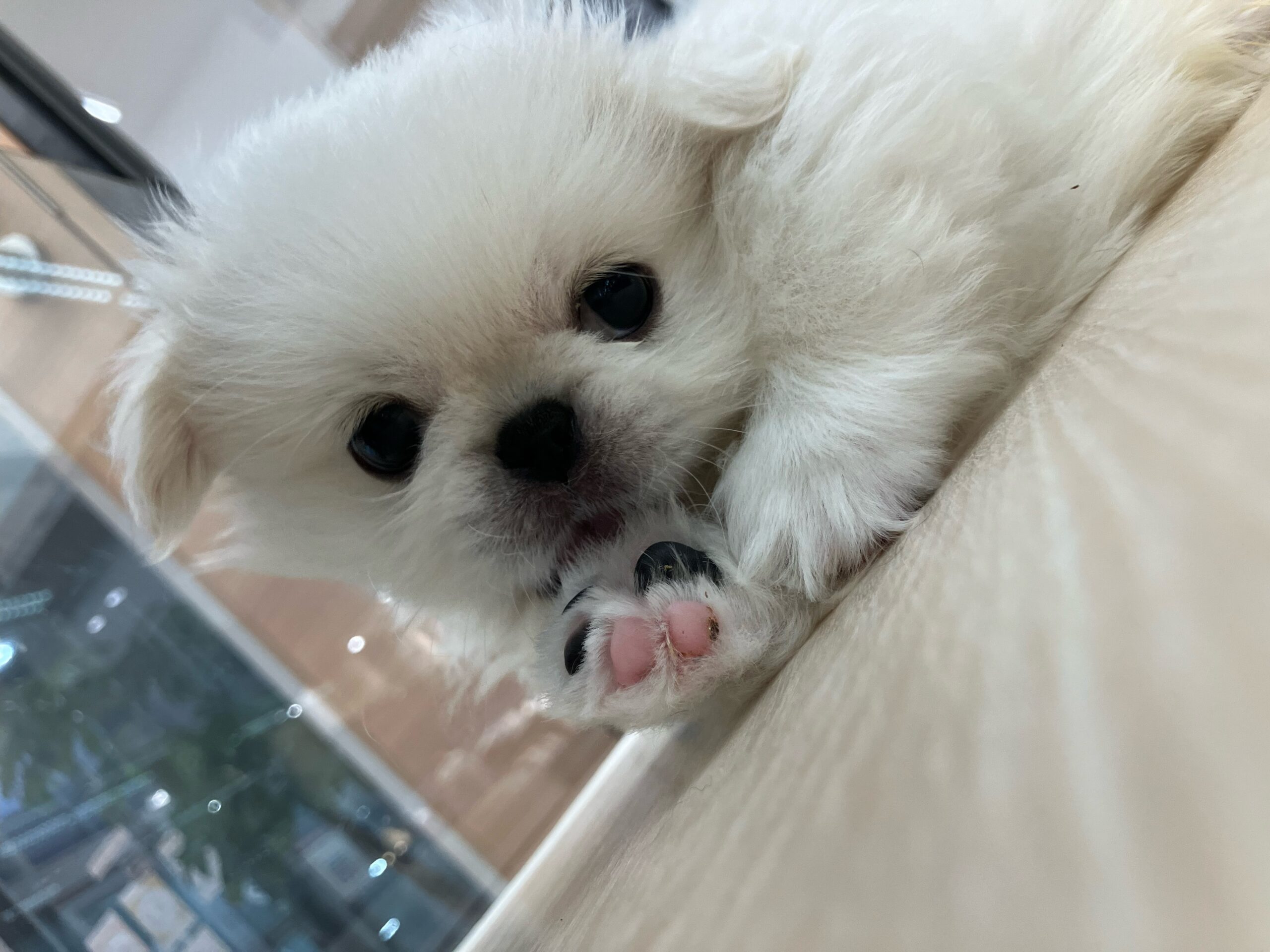 ✨🐶おすすめ犬バトンタッチ🐱✨