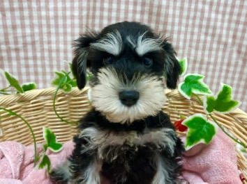 ✨🐶おすすめ犬バトンタッチ🐱✨