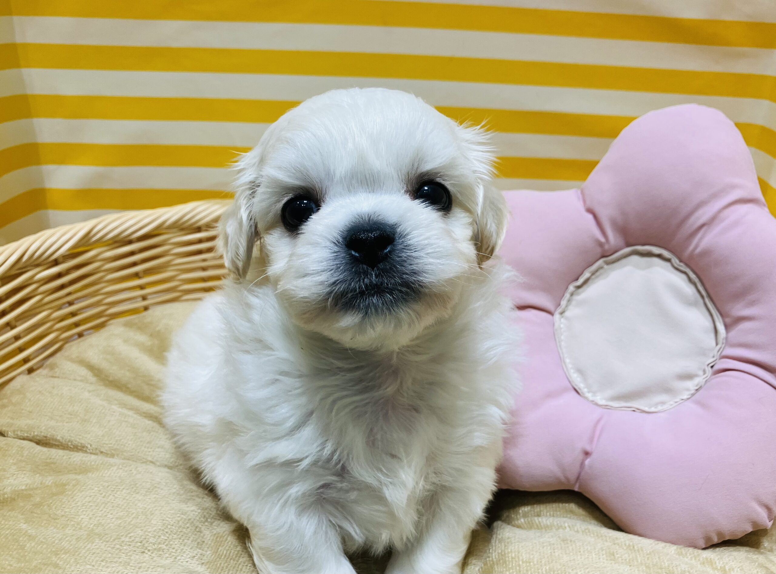 ✨🐶NEW　FACE🐱✨