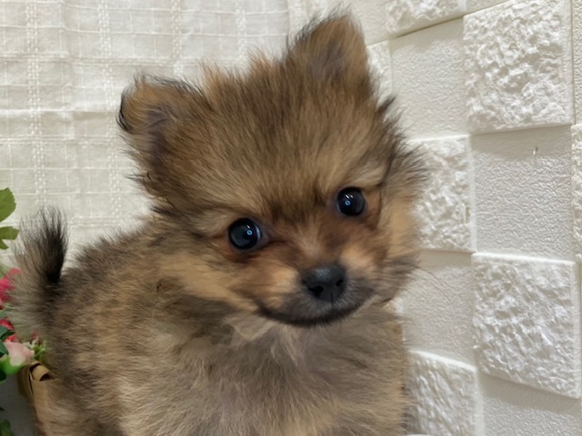 おすすめ犬バトンタッチ☆